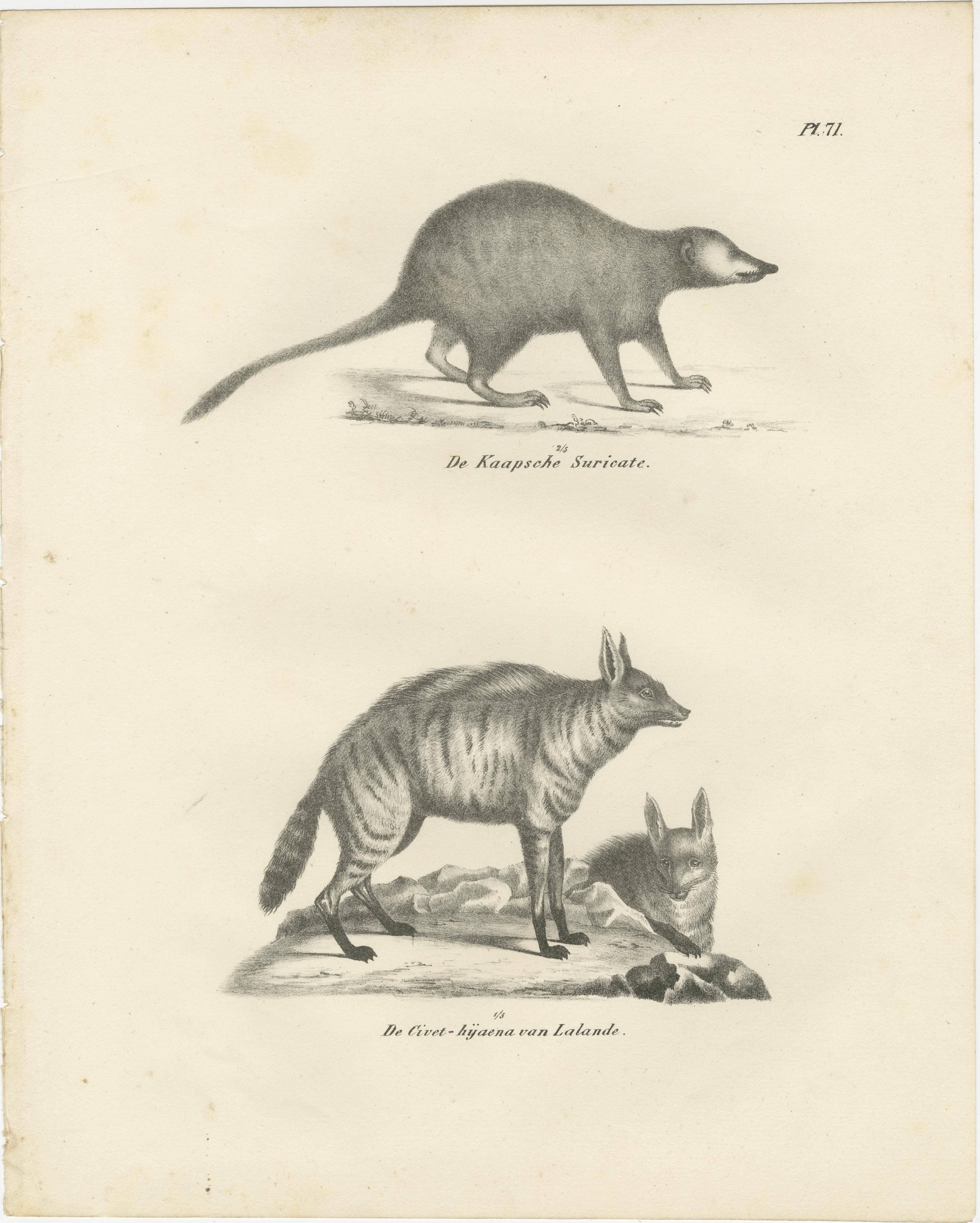 Lithographie des Kap-Erdmännchens und der Lalande-Zibet-Hyäne aus dem 19.  

Diese detailreiche Lithografie aus dem 19. Jahrhundert zeigt zwei faszinierende Säugetierarten: das Kap-Merkat (De Kaapsche Suricate) und die Zibet-Hyäne (De Civet-hyæna