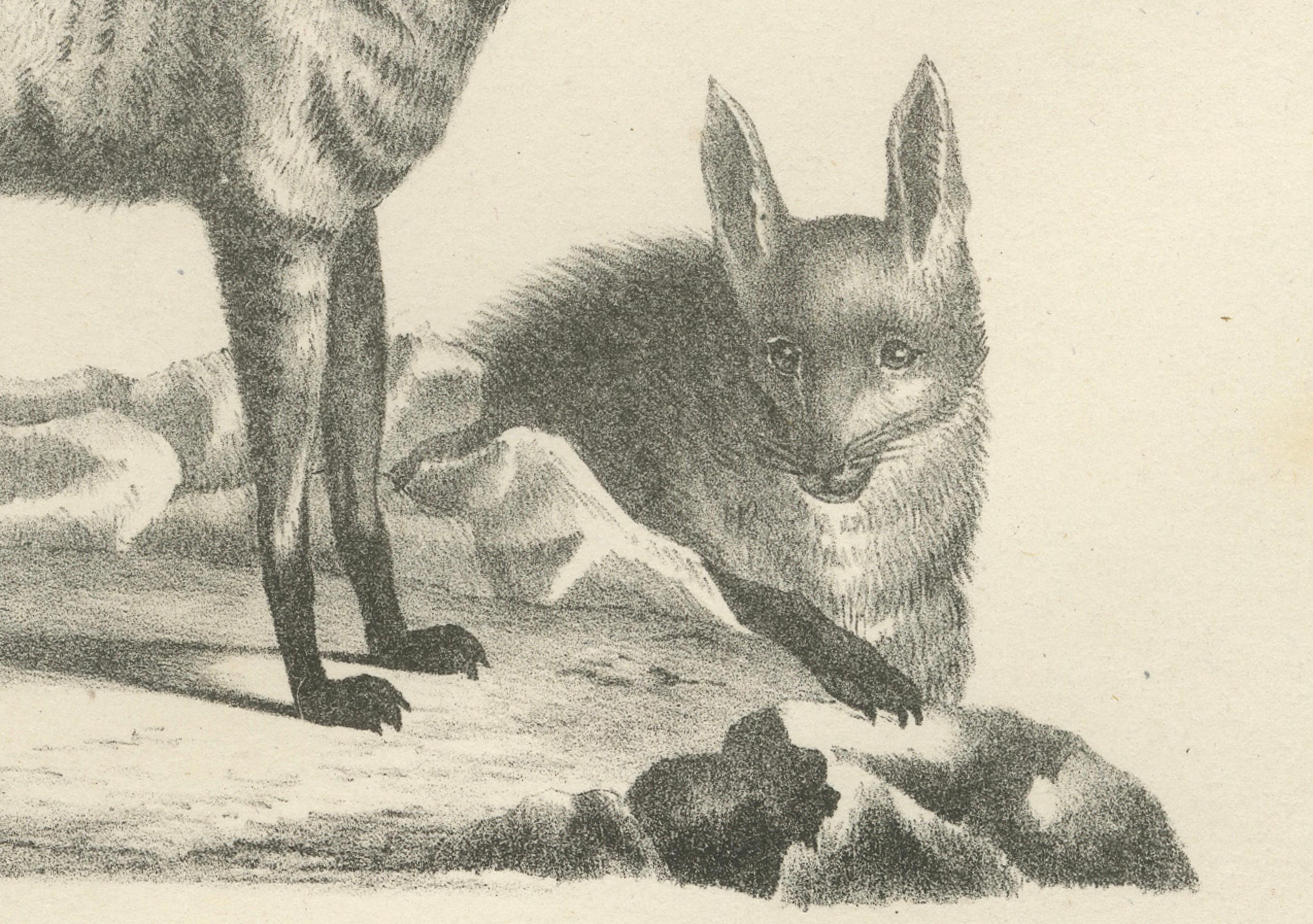 Lithographie des Kap-Erdmännchens und der Lalande-Zibet-Hyäne aus dem 19. im Zustand „Gut“ im Angebot in Langweer, NL