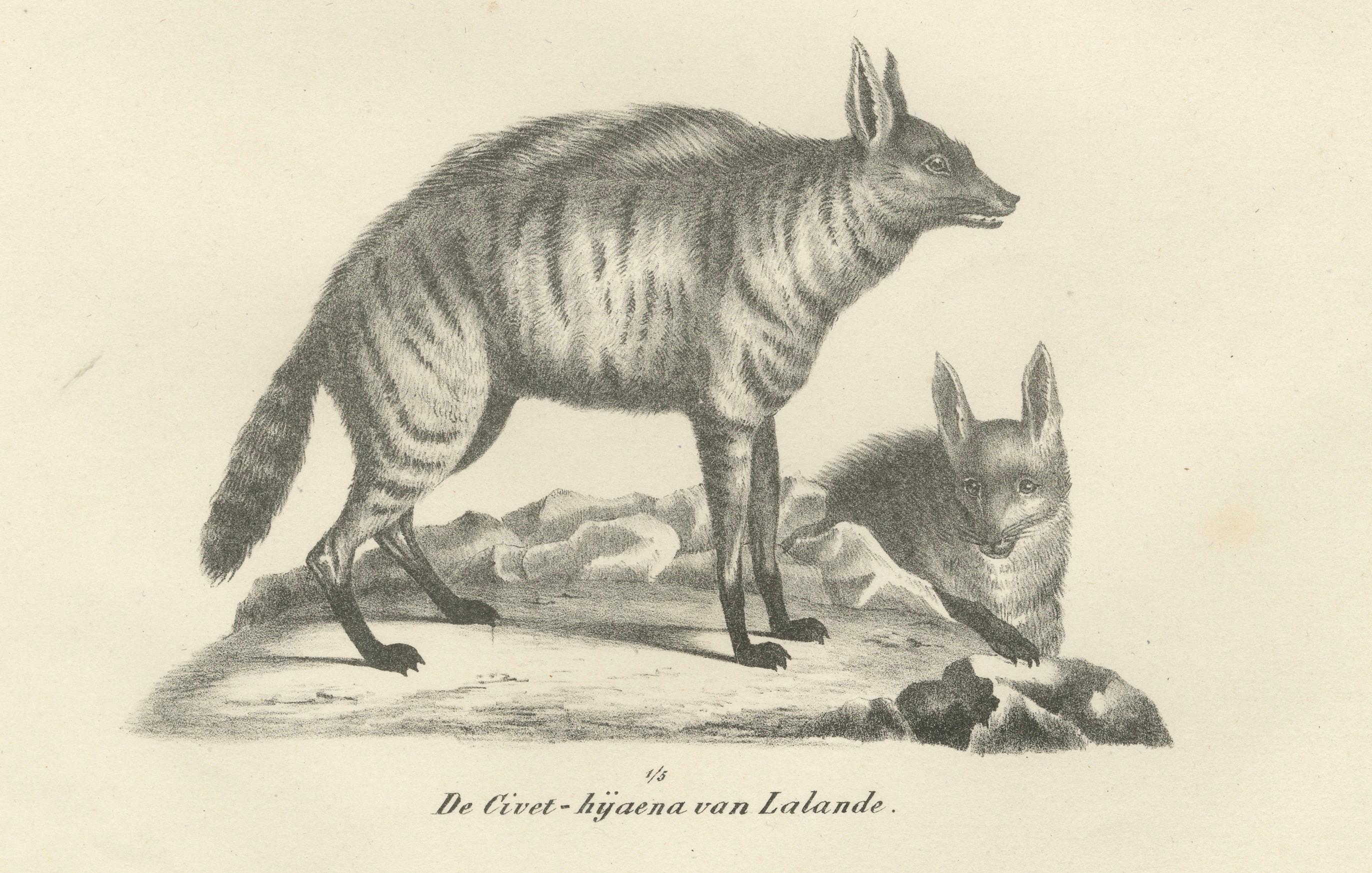 Lithographie des Kap-Erdmännchens und der Lalande-Zibet-Hyäne aus dem 19. (Papier) im Angebot