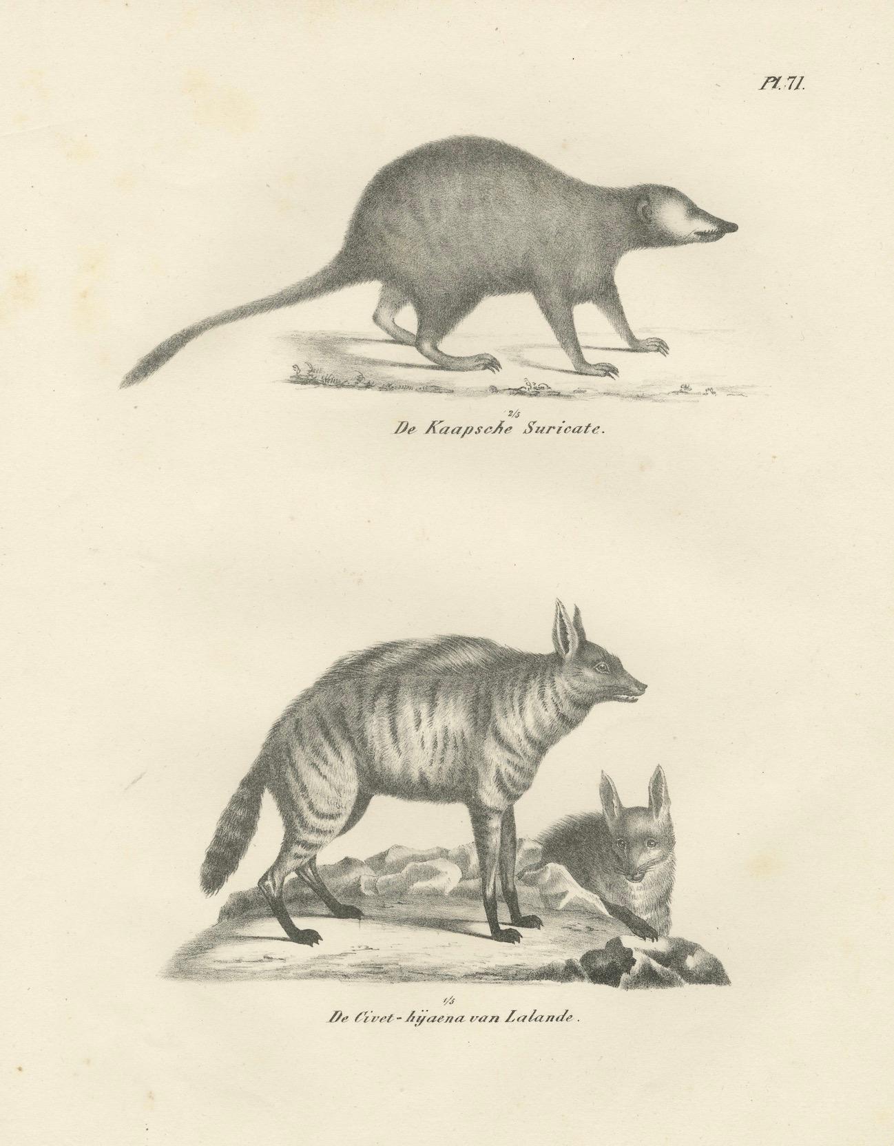 Lithographie des Kap-Erdmännchens und der Lalande-Zibet-Hyäne aus dem 19. im Angebot 2