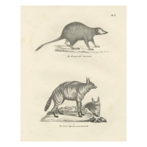 19th-Century Lithograph of the Cape Meerkat and Lalande’s Civet Hyena