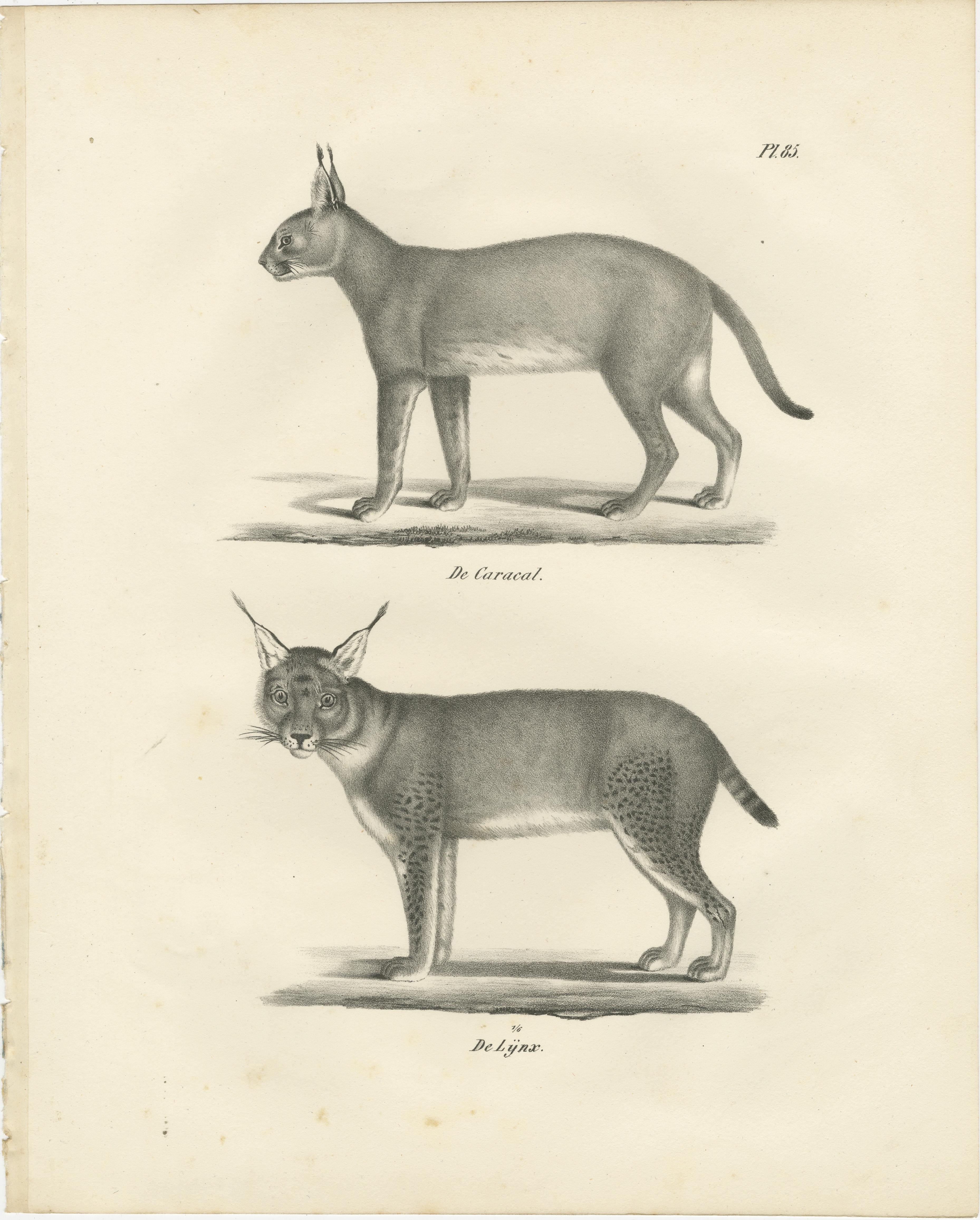 Lithografie des Karakals und des Luchses aus dem 19. Jahrhundert in auffälligen Profilen  

Diese detaillierte Lithografie aus dem 19. Jahrhundert zeigt zwei bemerkenswerte Wildkatzen: den Karakal (Caracal caracal) und den Luchs (Lynx lynx).