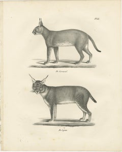 19th-Century Lithograph of the Caracal and Lynx in Striking Profiles