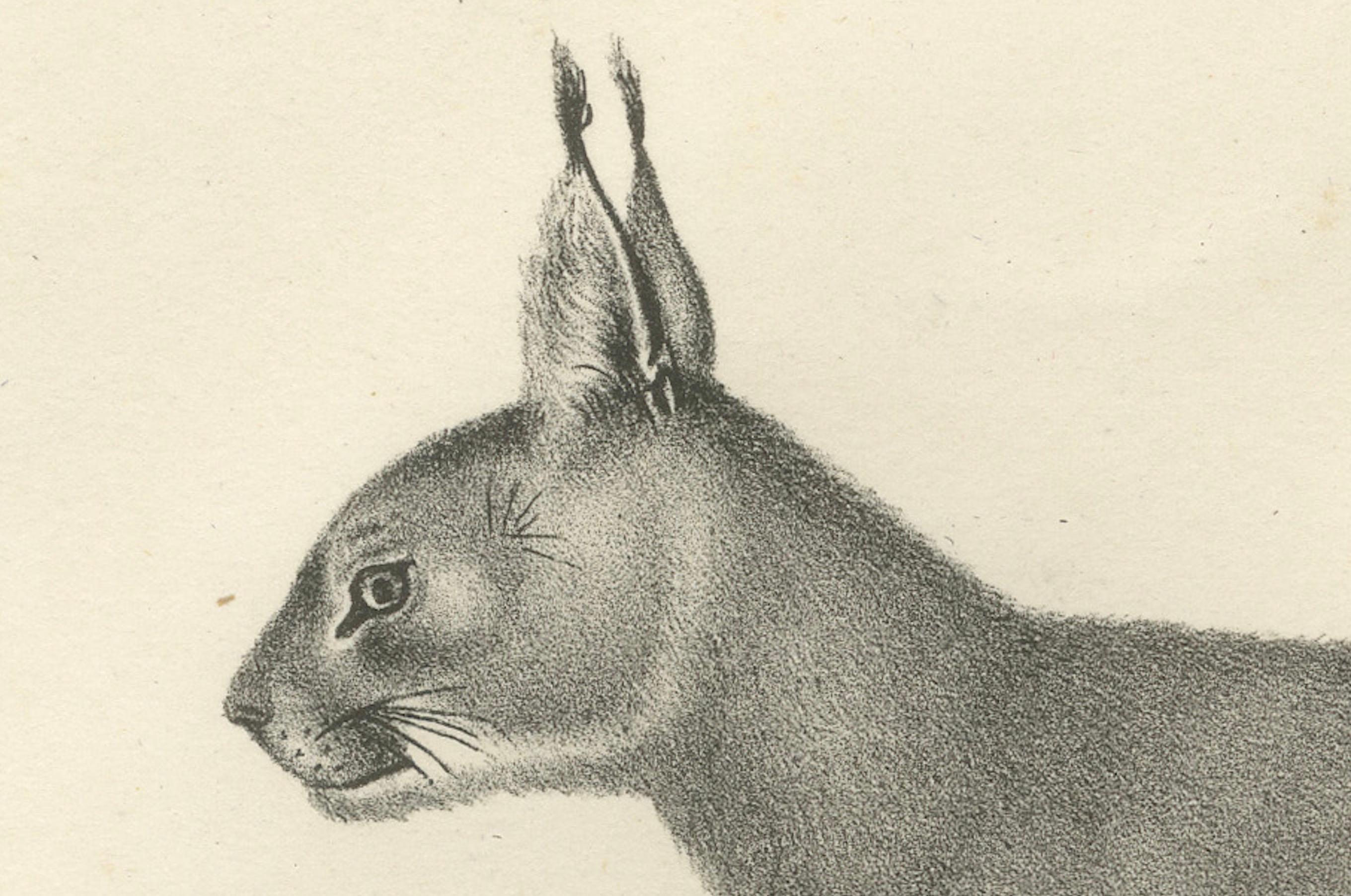 Lithografie des Karakals und des Luchses aus dem 19. Jahrhundert in auffälligen Profilen im Zustand „Gut“ im Angebot in Langweer, NL