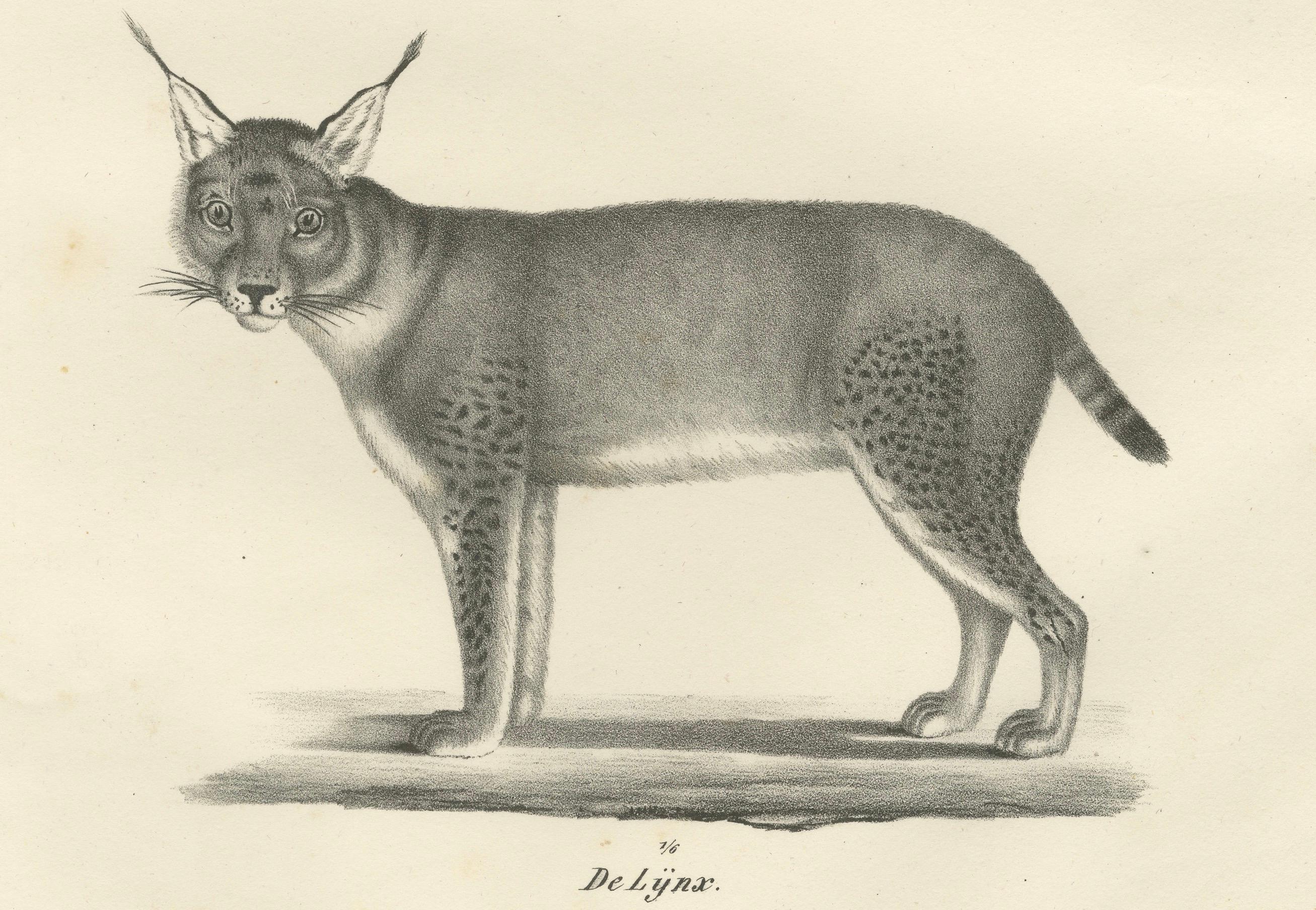 Lithografie des Karakals und des Luchses aus dem 19. Jahrhundert in auffälligen Profilen (Mittleres 19. Jahrhundert) im Angebot
