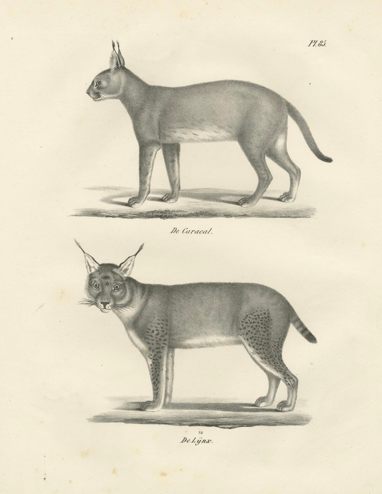 Lithografie des Karakals und des Luchses aus dem 19. Jahrhundert in auffälligen Profilen im Angebot 1