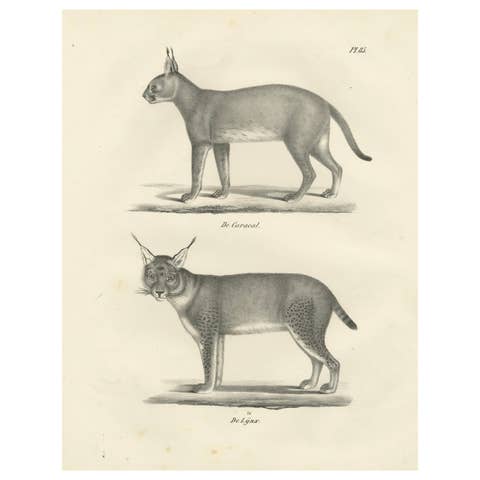 19th-Century Lithograph of the Caracal and Lynx in Striking Profiles
