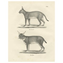 19th-Century Lithograph of the Caracal and Lynx in Striking Profiles