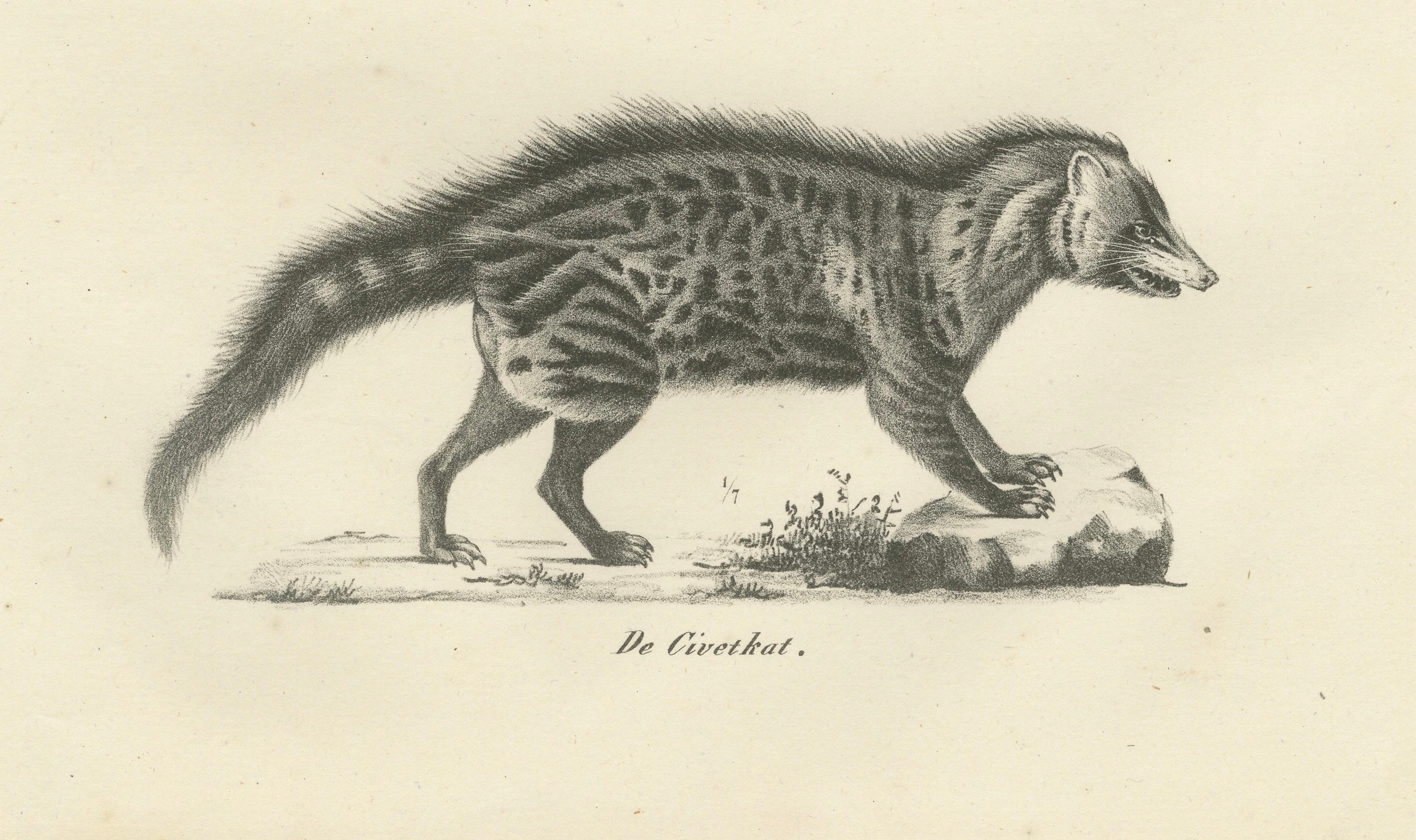 19th-Century Lithograph of Foxes, Fennec Fox, and Senegal Jackal in the Wild  

Description:This fascinating 19th-century lithograph features three distinct canid species: the red fox (De vos), the fennec fox (De Zerda), and the Senegalese jackal