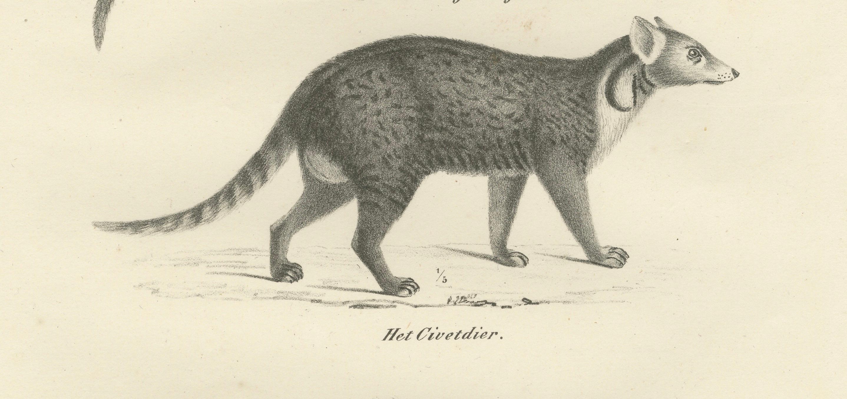 Engraved 19th-Century Lithograph of the Genet, Civet, and African Civet in Fine Detail For Sale