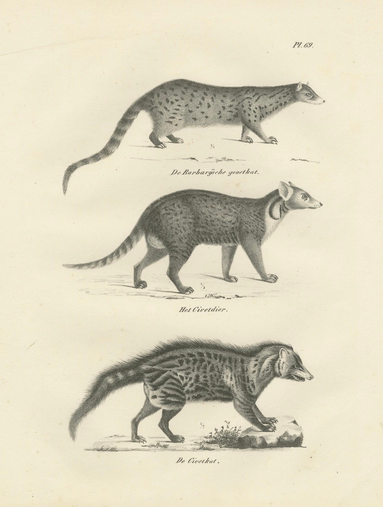 Mid-19th Century 19th-Century Lithograph of the Genet, Civet, and African Civet in Fine Detail For Sale