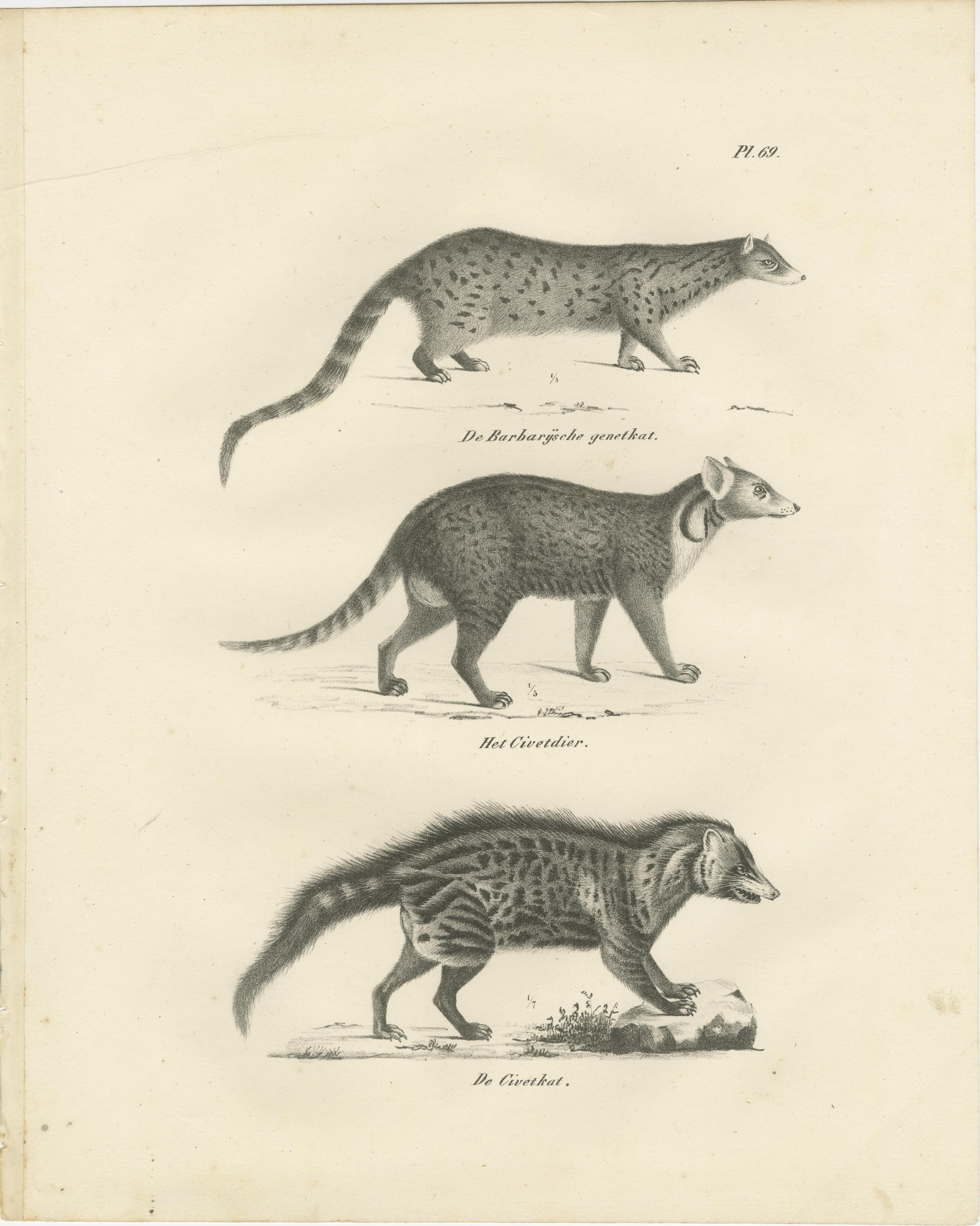 Paper 19th-Century Lithograph of the Genet, Civet, and African Civet in Fine Detail For Sale