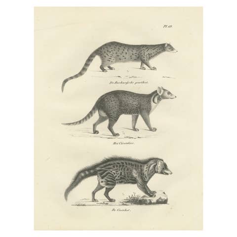 19th-Century Lithograph of the Genet, Civet, and African Civet in Fine Detail