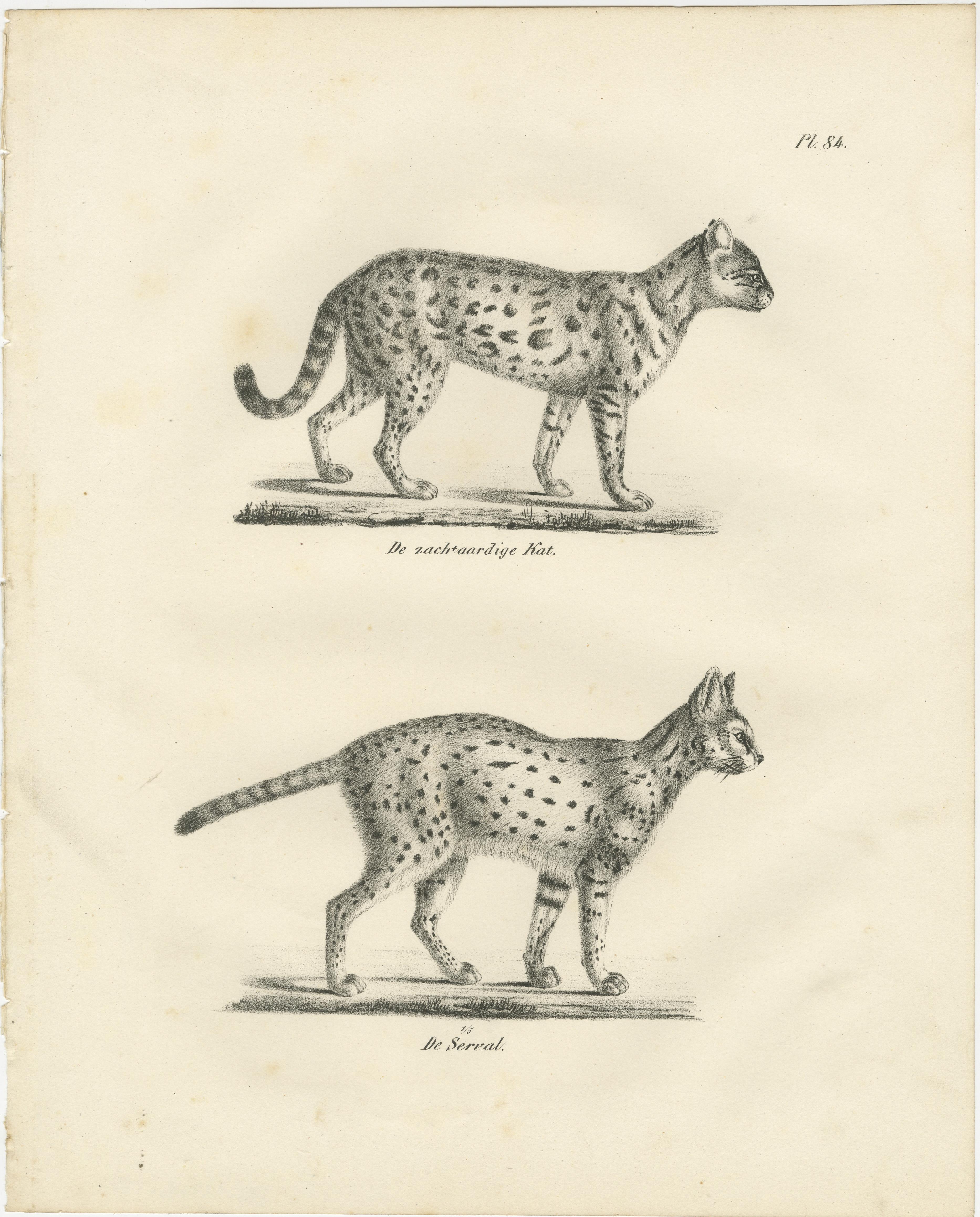 Lithographie du XIXe siècle représentant le gentil chat et le serval dans des poses élégantes  

Cette exquise lithographie du XIXe siècle représente deux chats sauvages d'une grâce saisissante : le 
