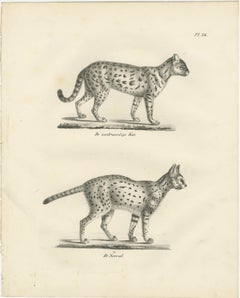 19th-Century Lithograph of the Gentle Cat and the Serval in Elegant Poses
