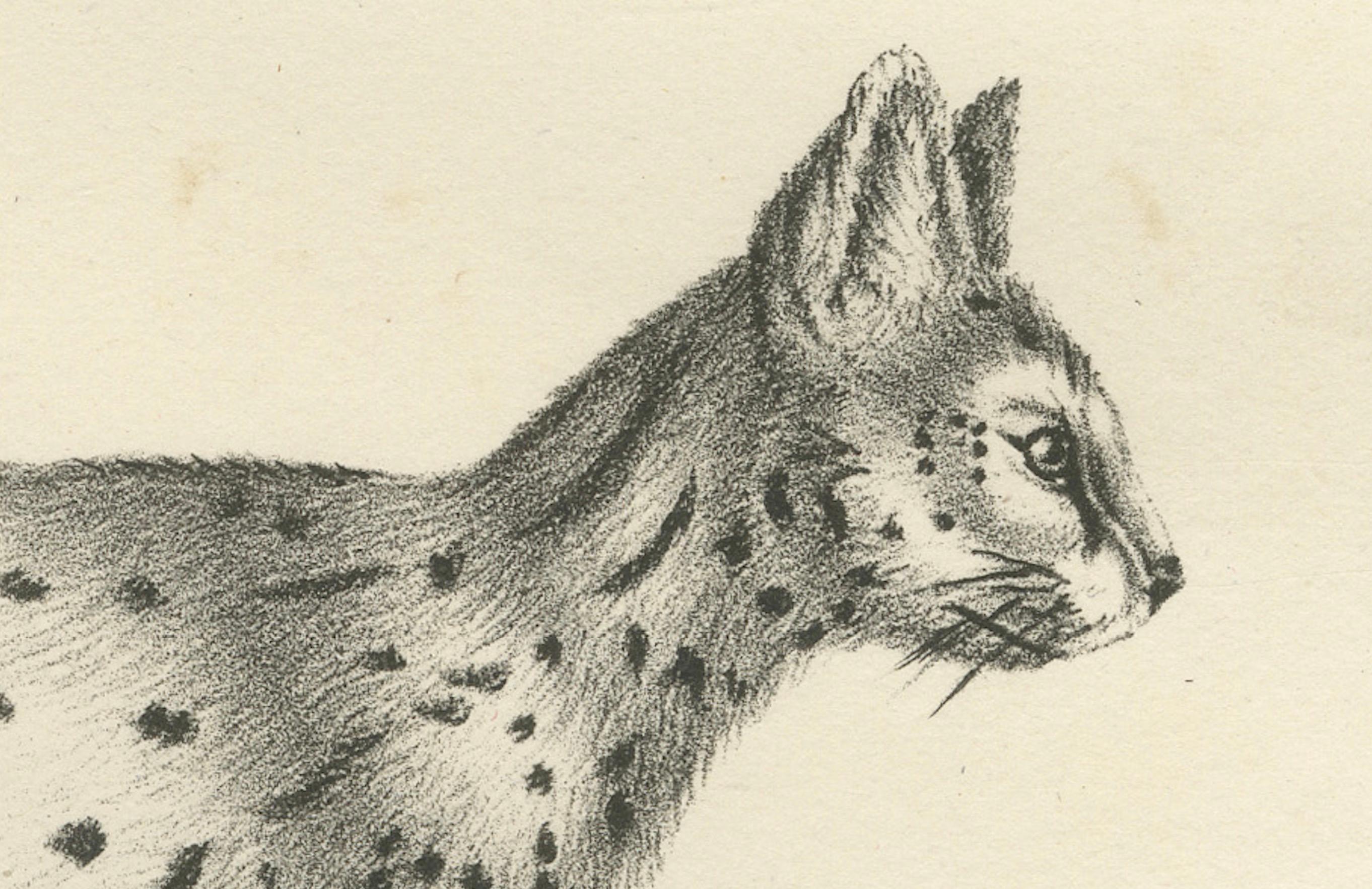 Gravé Lithographie du XIXe siècle représentant le gentil chat et le serval dans des poses élégantes en vente