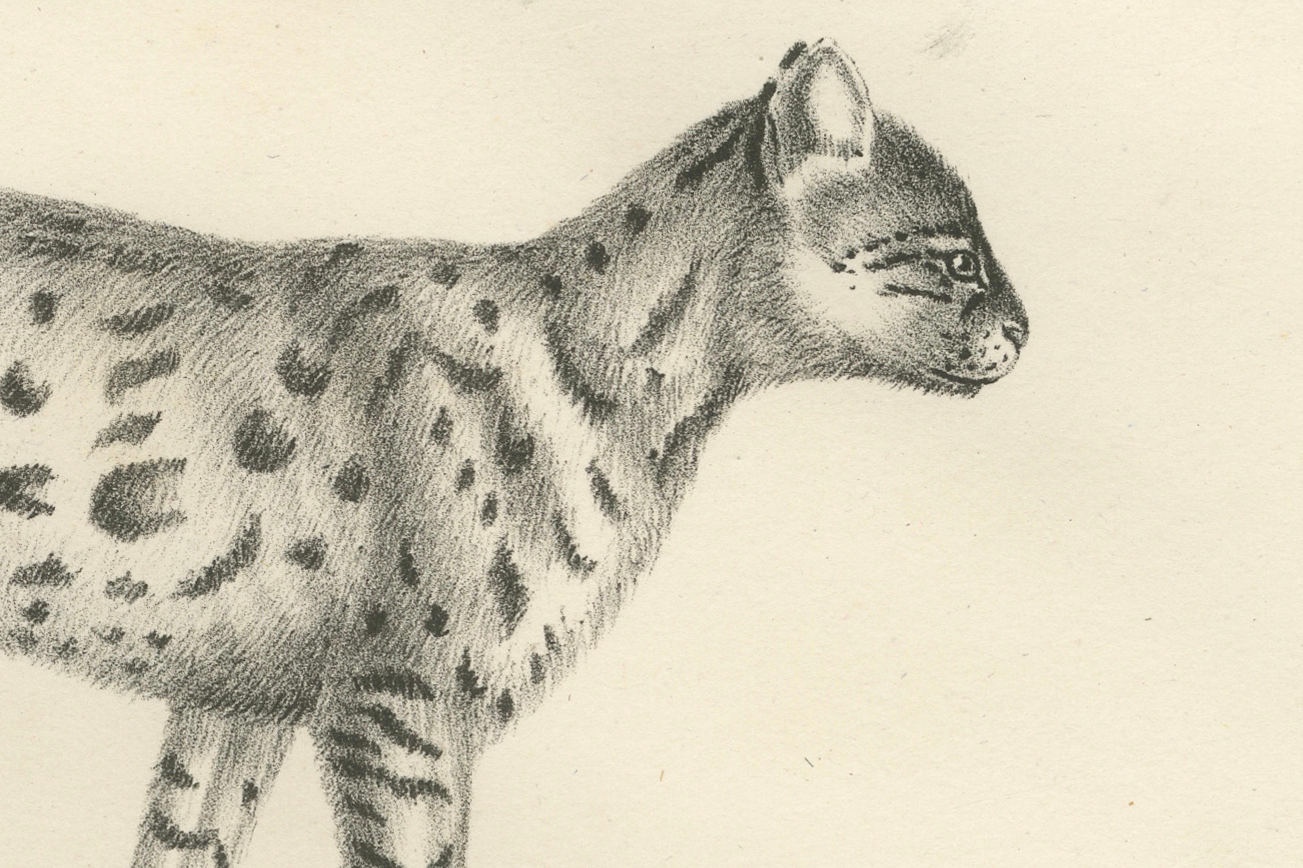 Lithographie du XIXe siècle représentant le gentil chat et le serval dans des poses élégantes Bon état - En vente à Langweer, NL