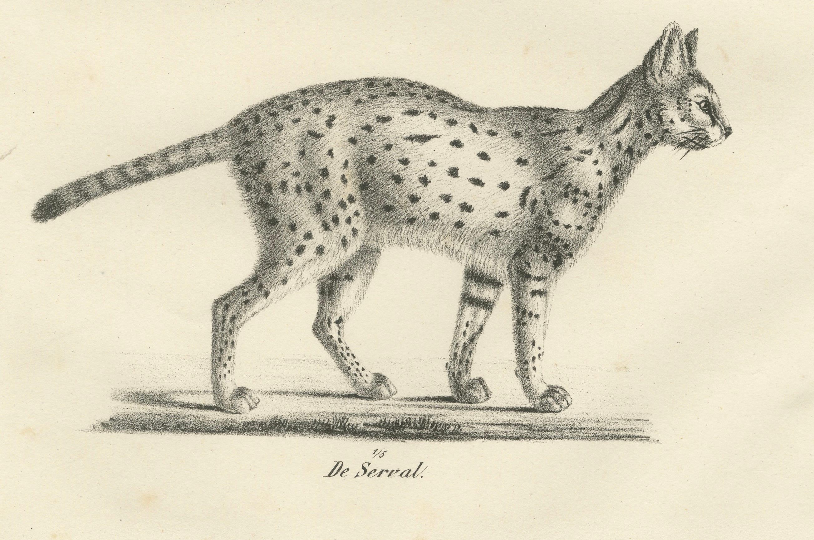 Milieu du XIXe siècle Lithographie du XIXe siècle représentant le gentil chat et le serval dans des poses élégantes en vente