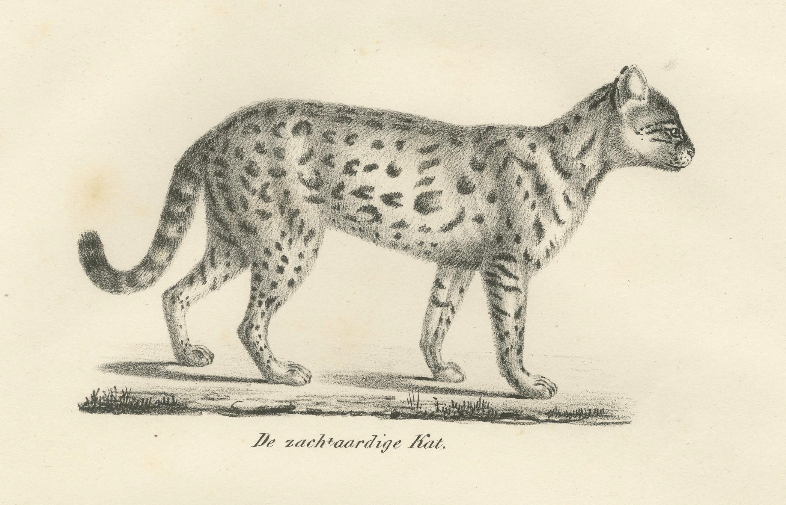 Papier Lithographie du XIXe siècle représentant le gentil chat et le serval dans des poses élégantes en vente