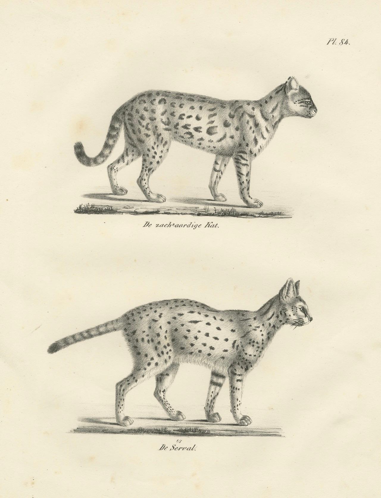 Lithographie du XIXe siècle représentant le gentil chat et le serval dans des poses élégantes en vente 1