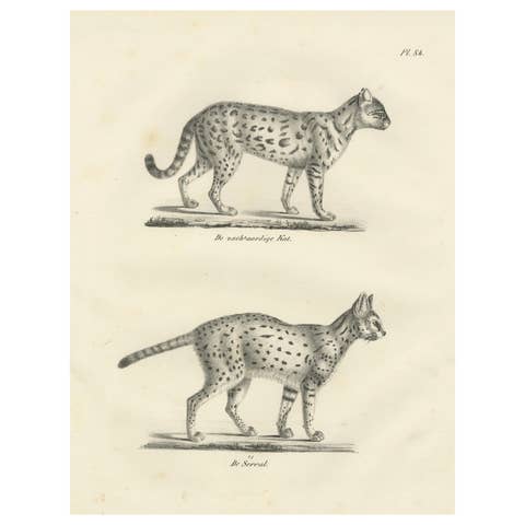 19th-Century Lithograph of the Gentle Cat and the Serval in Elegant Poses