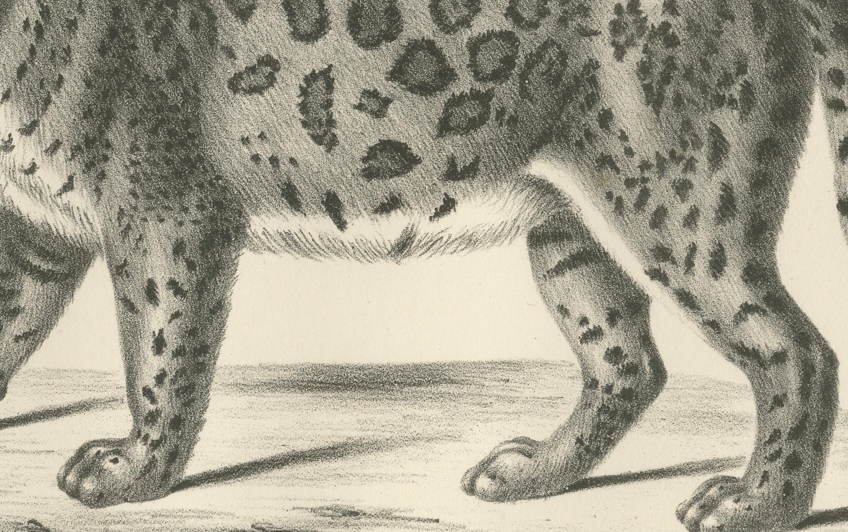 Lithographie des Jaguars aus dem 19. Jahrhundert, auch bekannt als der amerikanische Tiger  

Diese eindrucksvolle Lithografie aus dem 19. Jahrhundert zeigt den Jaguar (De Jaguar of Amerikaansche Tijger), eine der mächtigsten Großkatzen Amerikas.