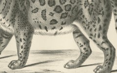19th-Century Lithograph of the Jaguar, Also Known as the American Tiger