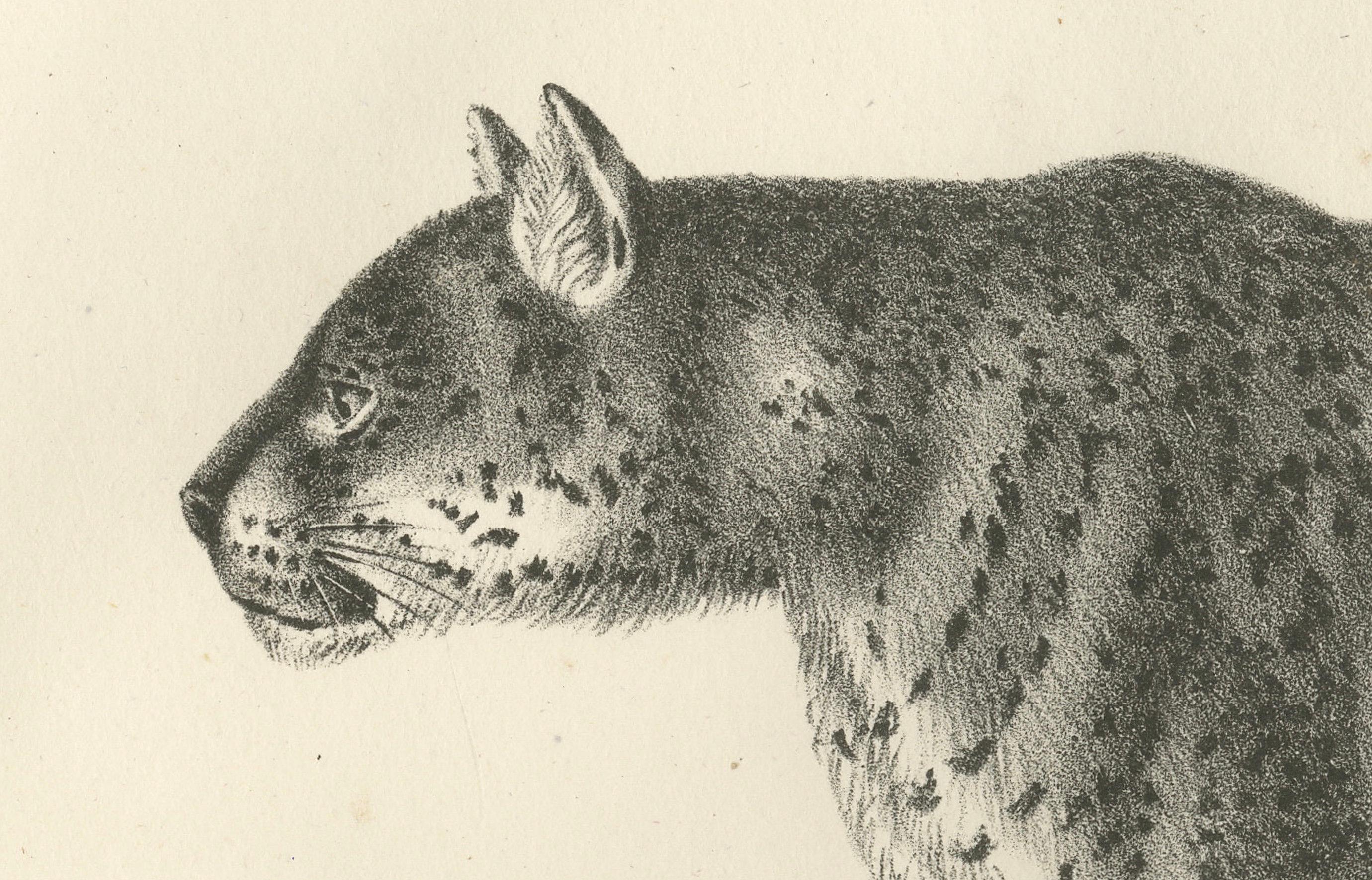 Lithographie des Jaguars aus dem 19. Jahrhundert, auch bekannt als der amerikanische Tiger (Graviert) im Angebot