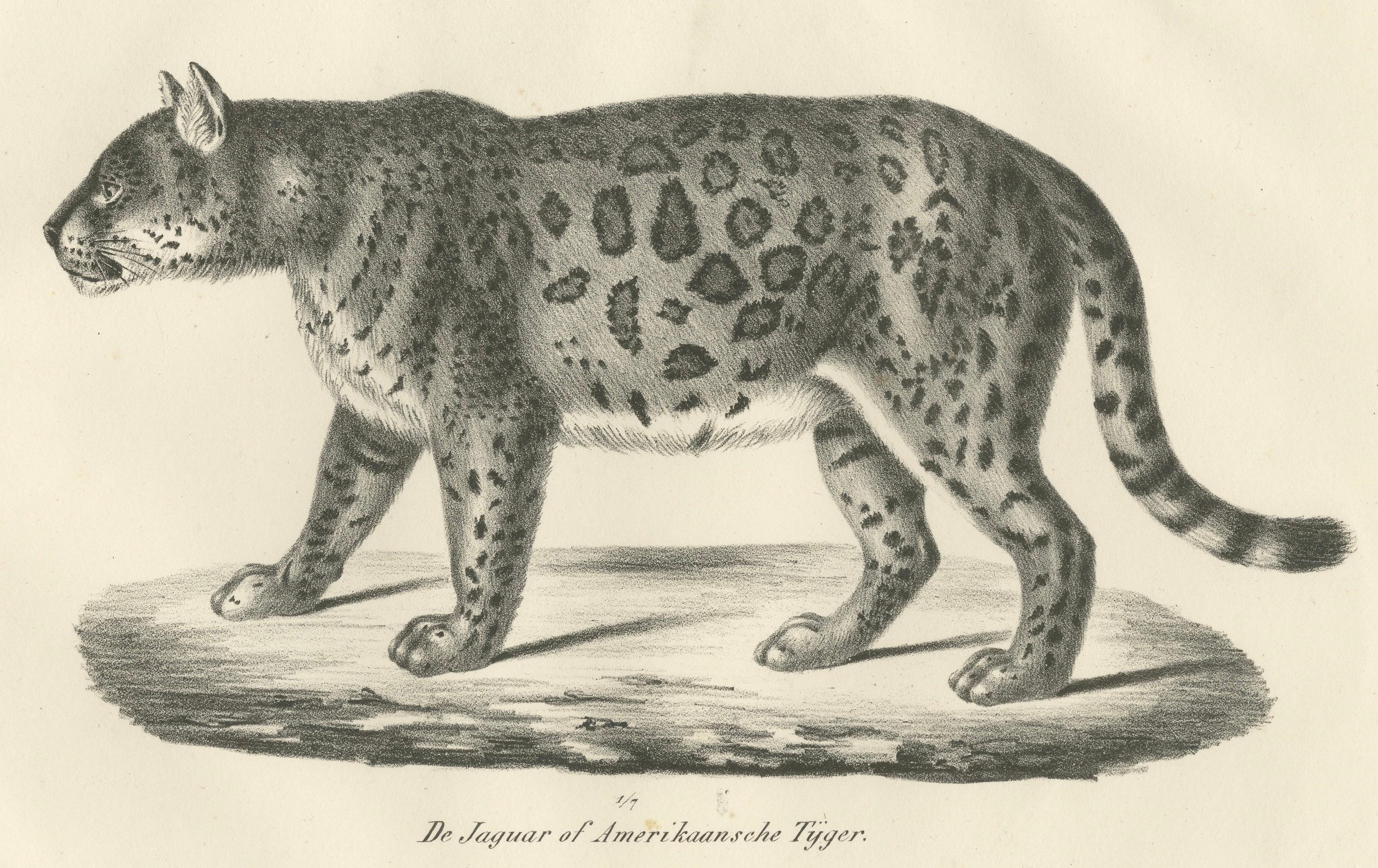 Lithographie des Jaguars aus dem 19. Jahrhundert, auch bekannt als der amerikanische Tiger im Zustand „Gut“ im Angebot in Langweer, NL