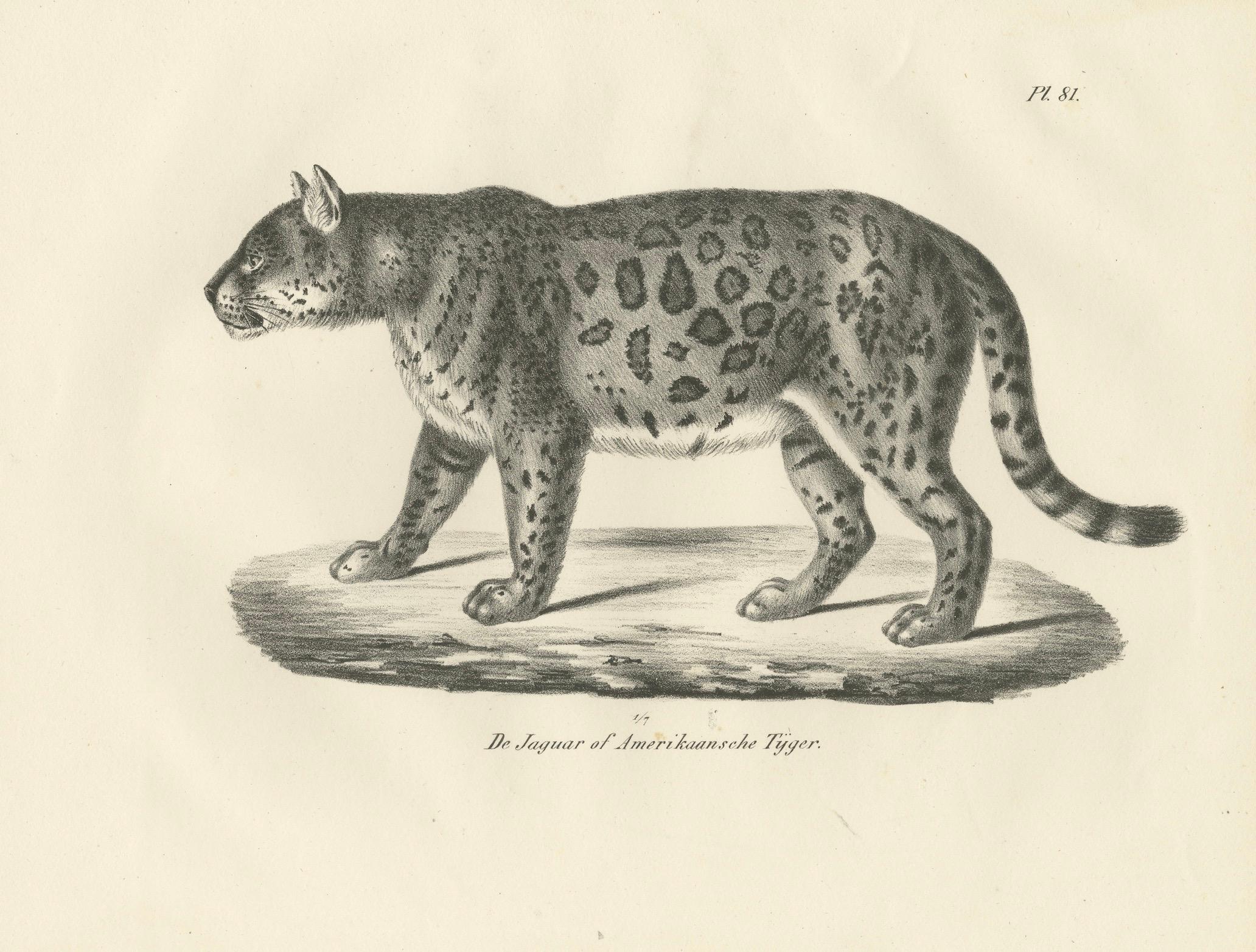Lithographie des Jaguars aus dem 19. Jahrhundert, auch bekannt als der amerikanische Tiger (Mittleres 19. Jahrhundert) im Angebot