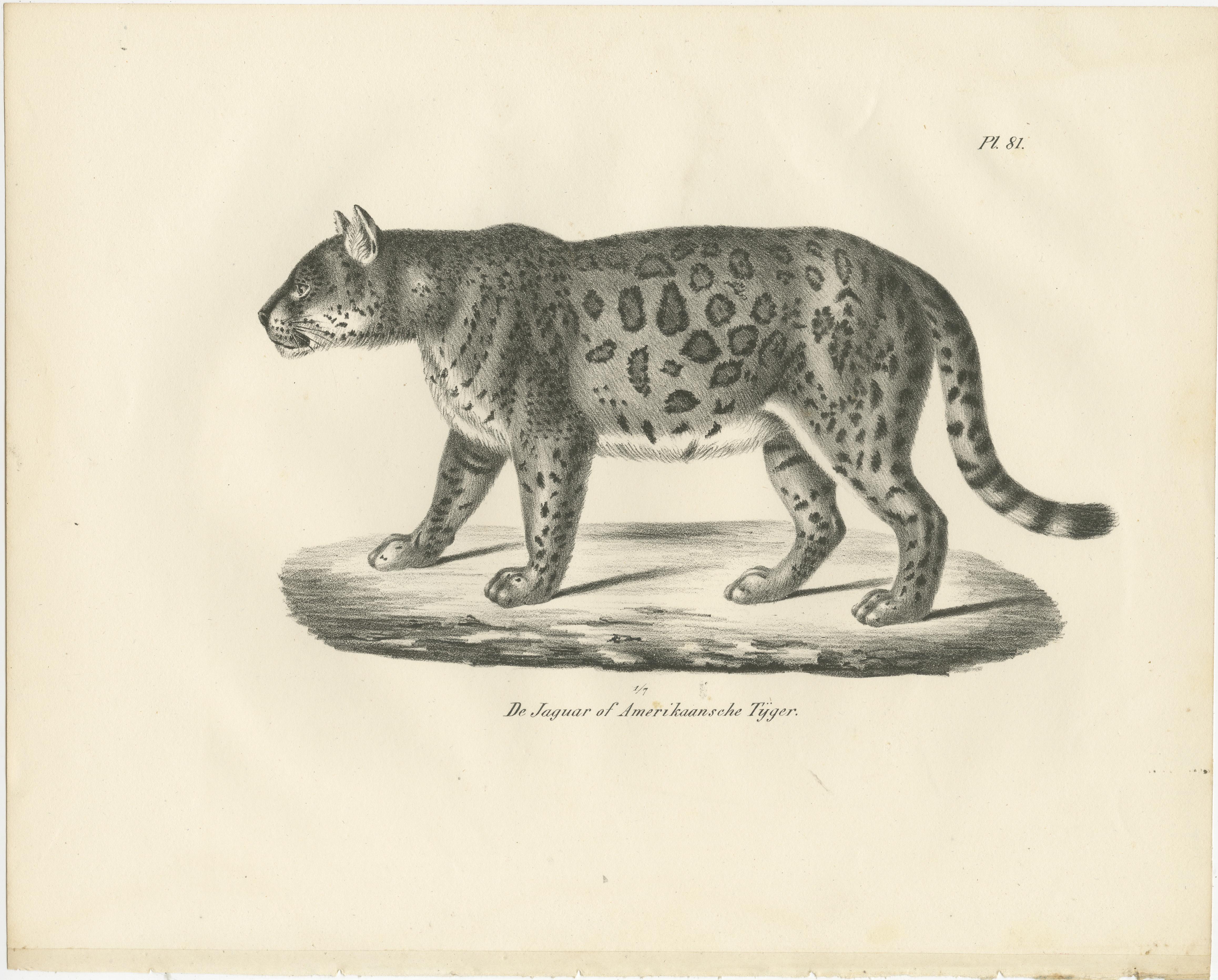 Lithographie des Jaguars aus dem 19. Jahrhundert, auch bekannt als der amerikanische Tiger (Papier) im Angebot