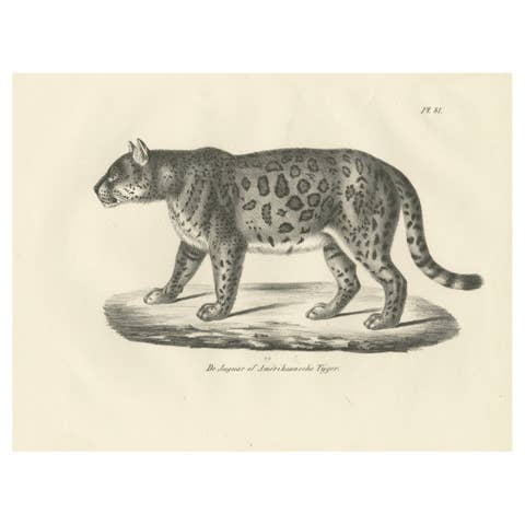 19th-Century Lithograph of the Jaguar, Also Known as the American Tiger