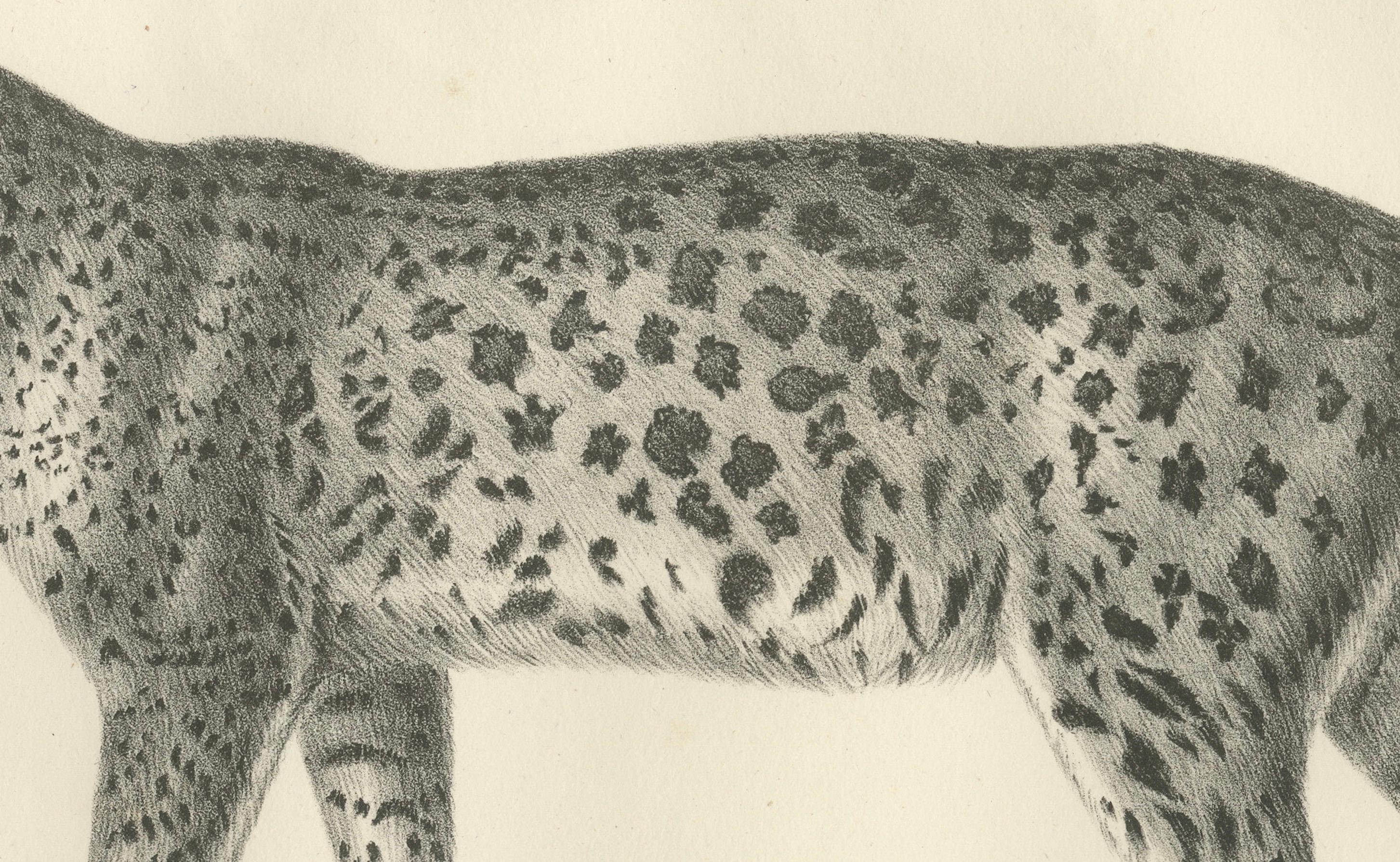 Lithographie des 19. Jahrhunderts des Leoparden in einer anmutigen stehenden Pose  

Diese detailreiche Lithografie aus dem 19. Jahrhundert zeigt den Leoparden (De Luipaard) in einer ruhigen und eleganten Haltung. Diese Illustration, die