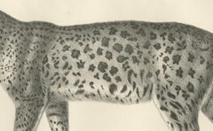 19th-Century Lithograph of the Leopard in a Graceful Standing Pose