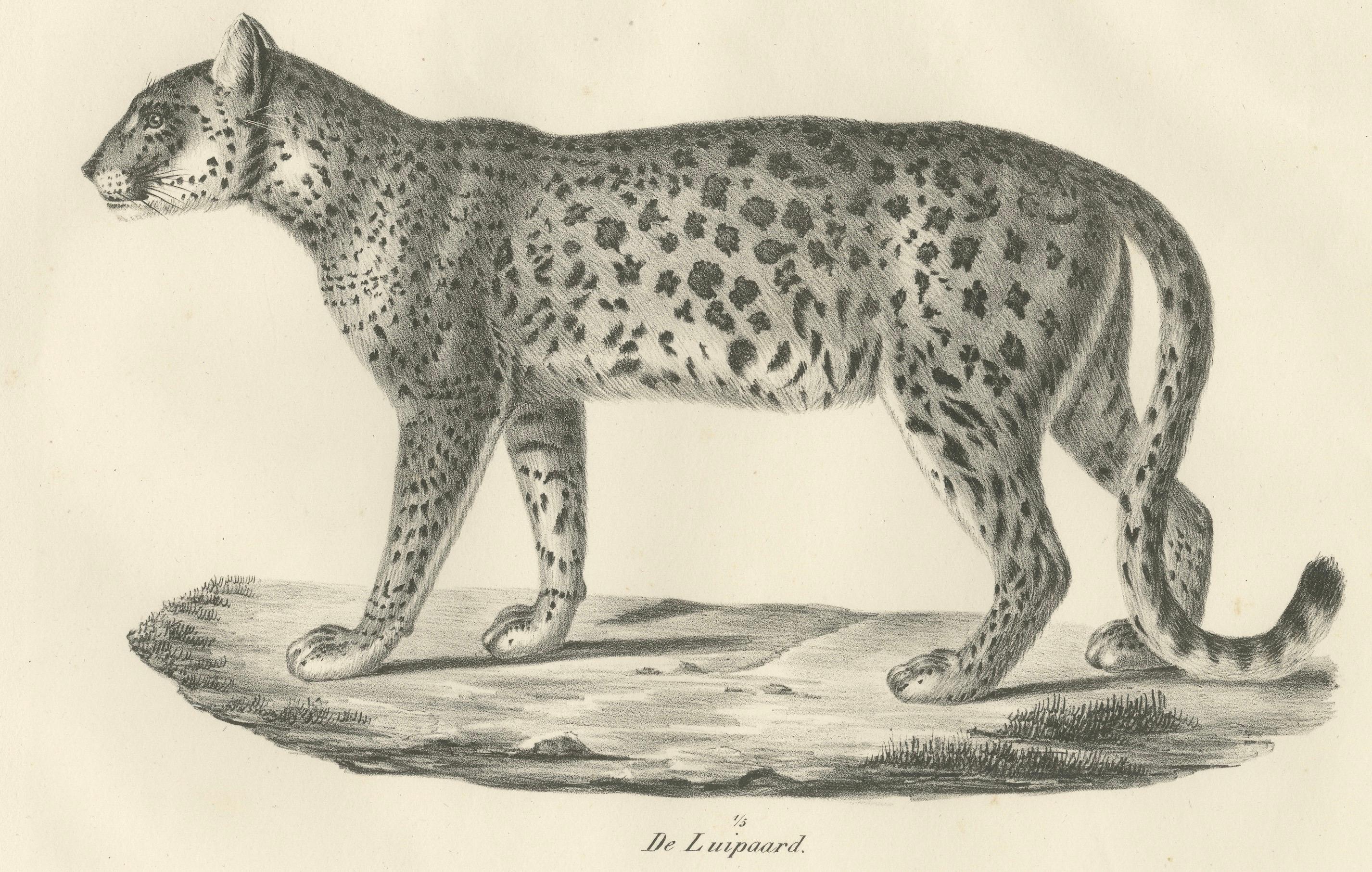 Lithographie des 19. Jahrhunderts des Leoparden in einer anmutigen stehenden Pose (Graviert) im Angebot