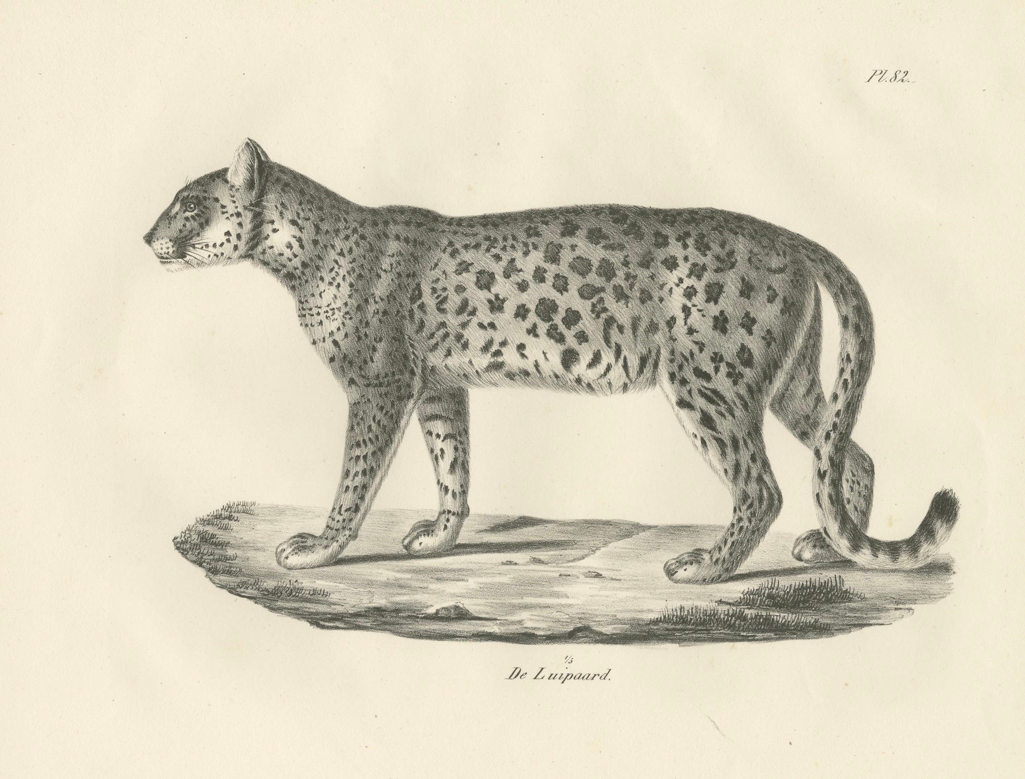 Lithographie des 19. Jahrhunderts des Leoparden in einer anmutigen stehenden Pose (Mittleres 19. Jahrhundert) im Angebot