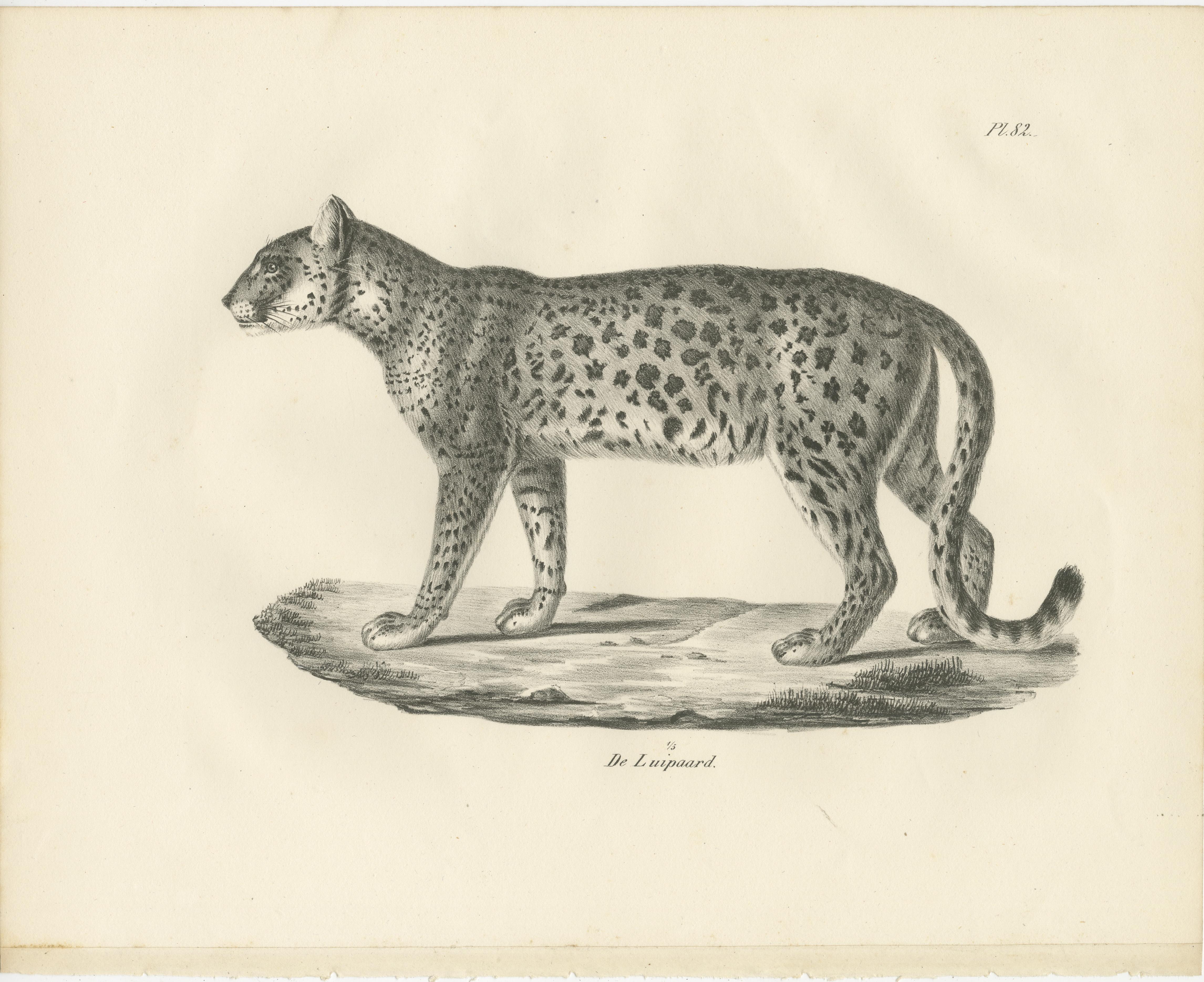 Lithographie des 19. Jahrhunderts des Leoparden in einer anmutigen stehenden Pose (Papier) im Angebot