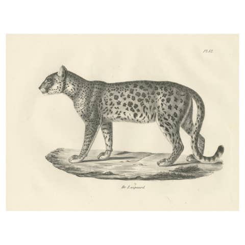 19th-Century Lithograph of the Leopard in a Graceful Standing Pose