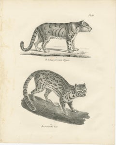 19th-Century Lithograph of the Long-Striped Tiger and Wild Asian Cat