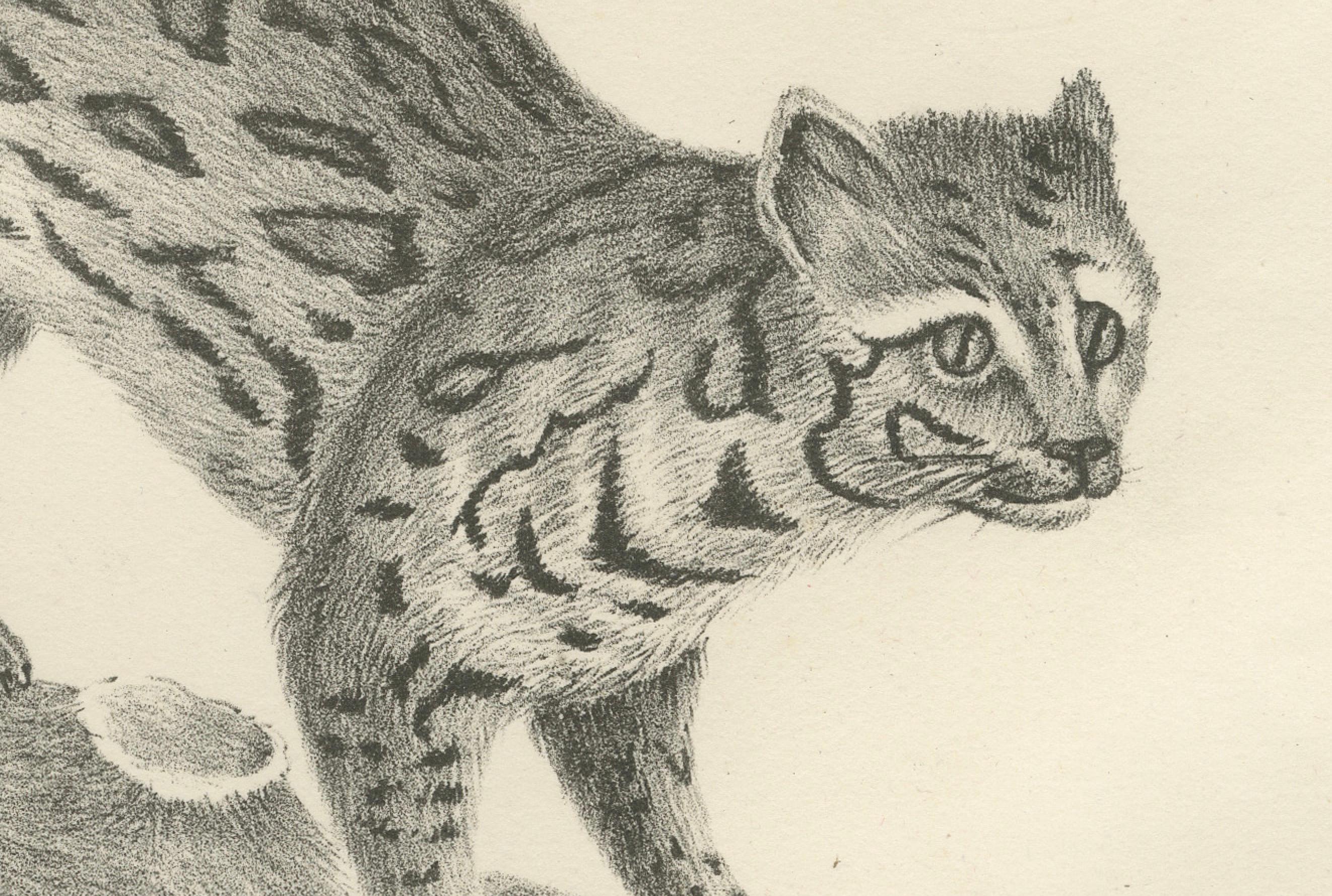Gravé Lithographie du 19e siècle représentant le tigre à longues rayures et le chat sauvage d'Asie en vente