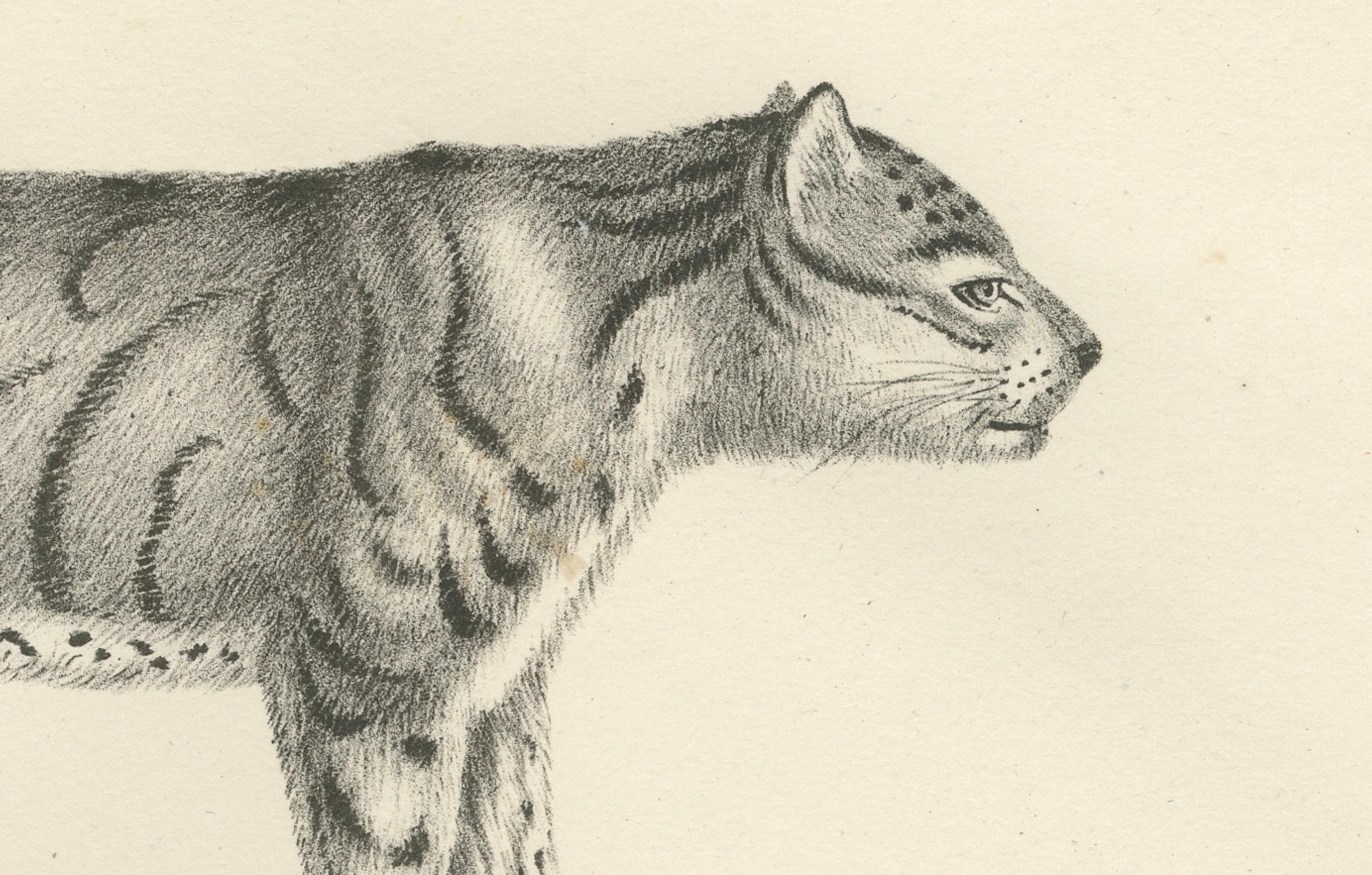 Lithographie du 19e siècle représentant le tigre à longues rayures et le chat sauvage d'Asie Bon état - En vente à Langweer, NL