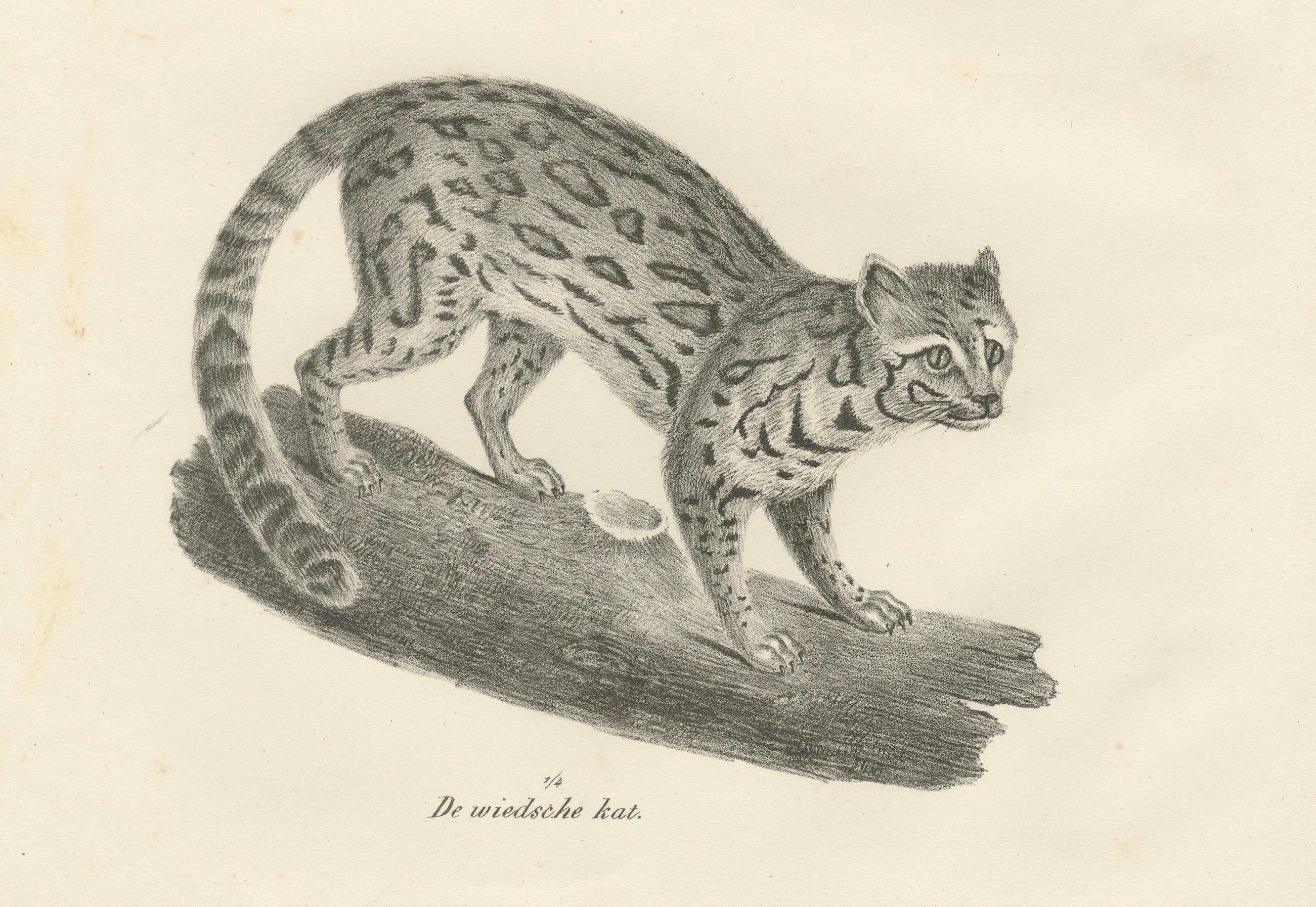 Milieu du XIXe siècle Lithographie du 19e siècle représentant le tigre à longues rayures et le chat sauvage d'Asie en vente