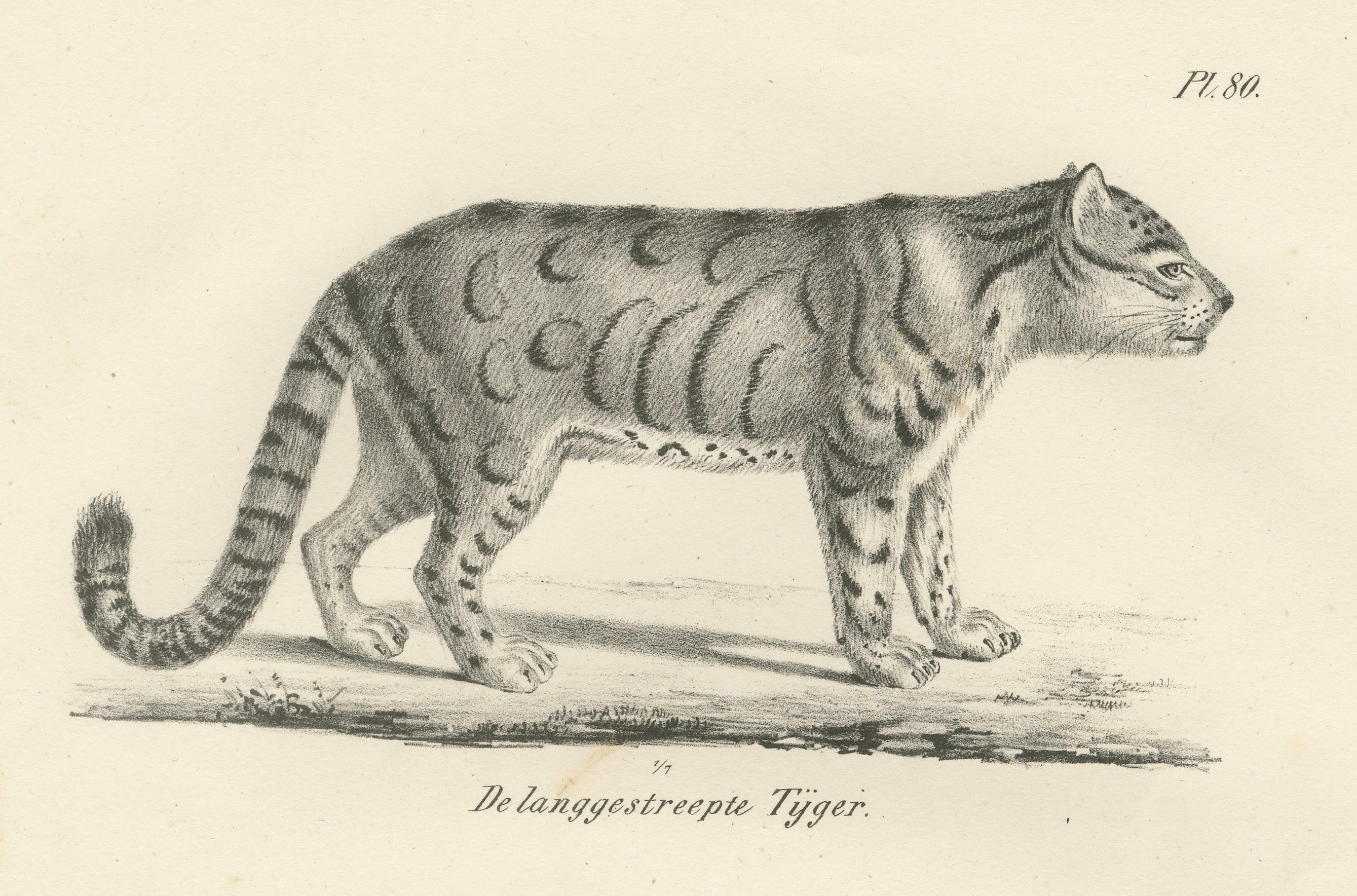 Papier Lithographie du 19e siècle représentant le tigre à longues rayures et le chat sauvage d'Asie en vente