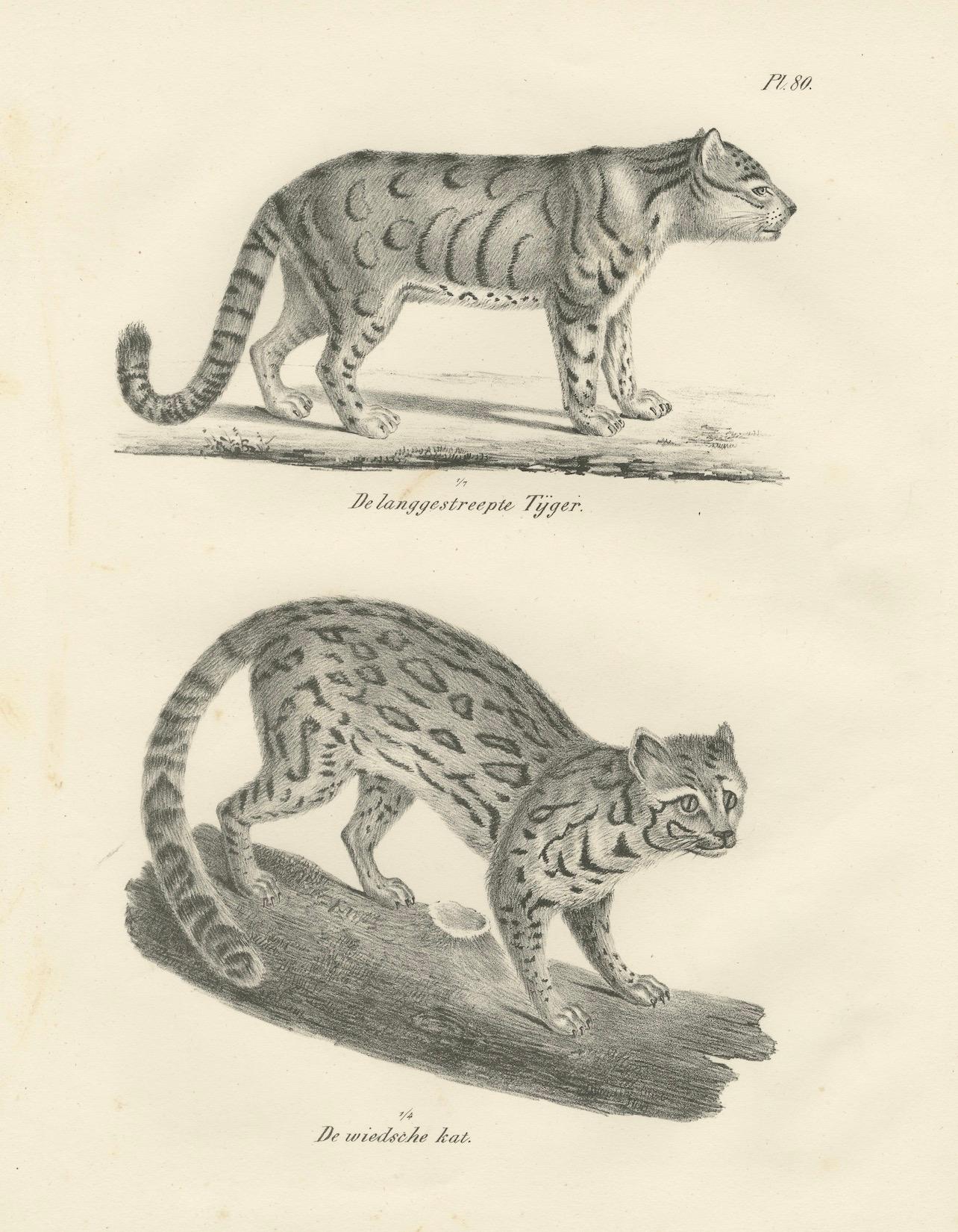 Lithographie du 19e siècle représentant le tigre à longues rayures et le chat sauvage d'Asie en vente 1