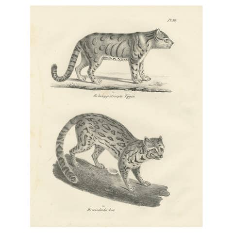 19th-Century Lithograph of the Long-Striped Tiger and Wild Asian Cat