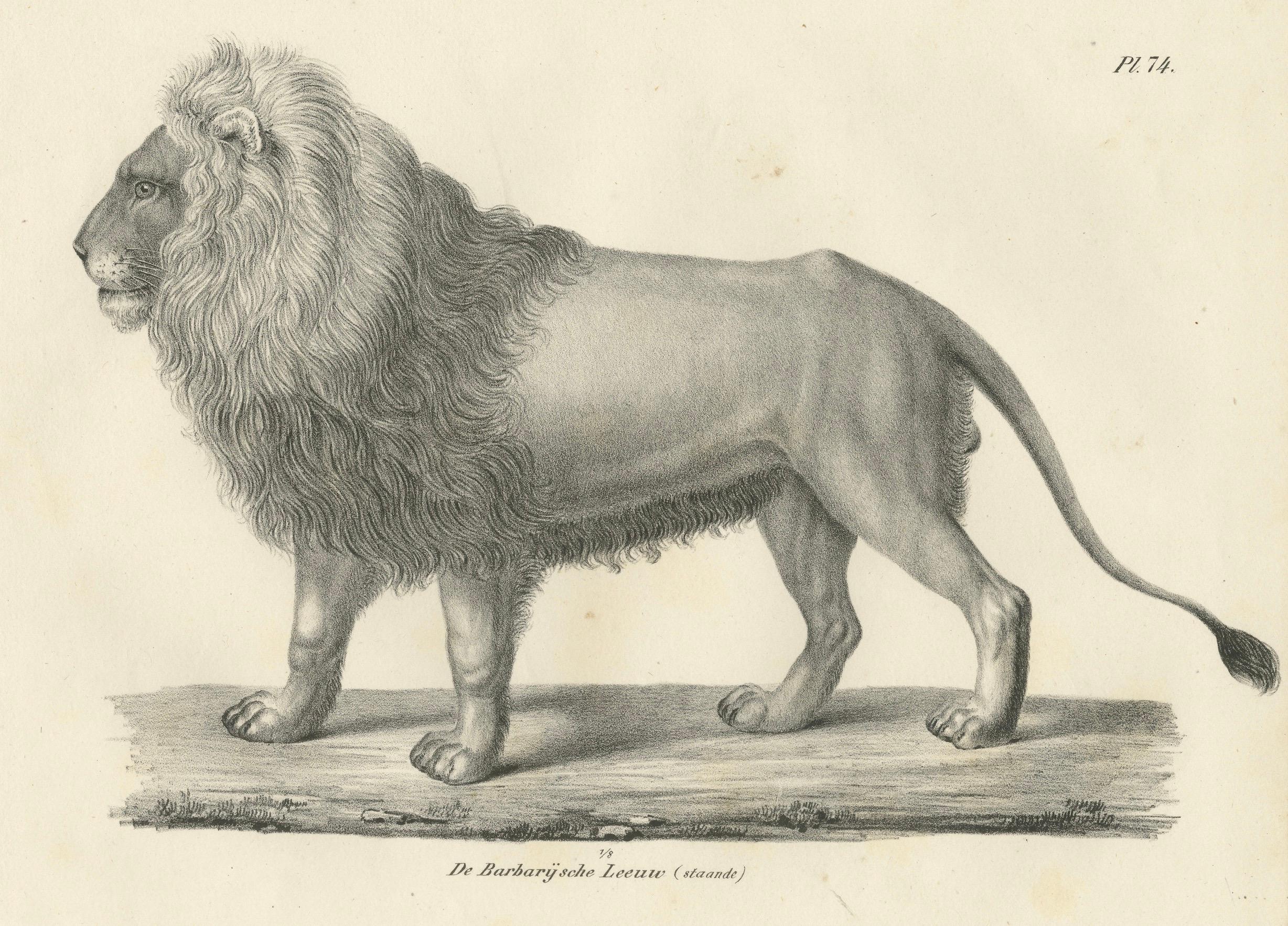 Lithographie du XIXe siècle représentant un lion de Barbarie majestueux de profil  

Cette exquise lithographie du XIXe siècle présente une puissante représentation du lion de Barbarie (De Barbarijsche Leeuw), de profil. Publiée à l'origine dans 