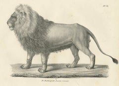 19th-Century Lithograph of the Majestic Barbary Lion Standing in Profile