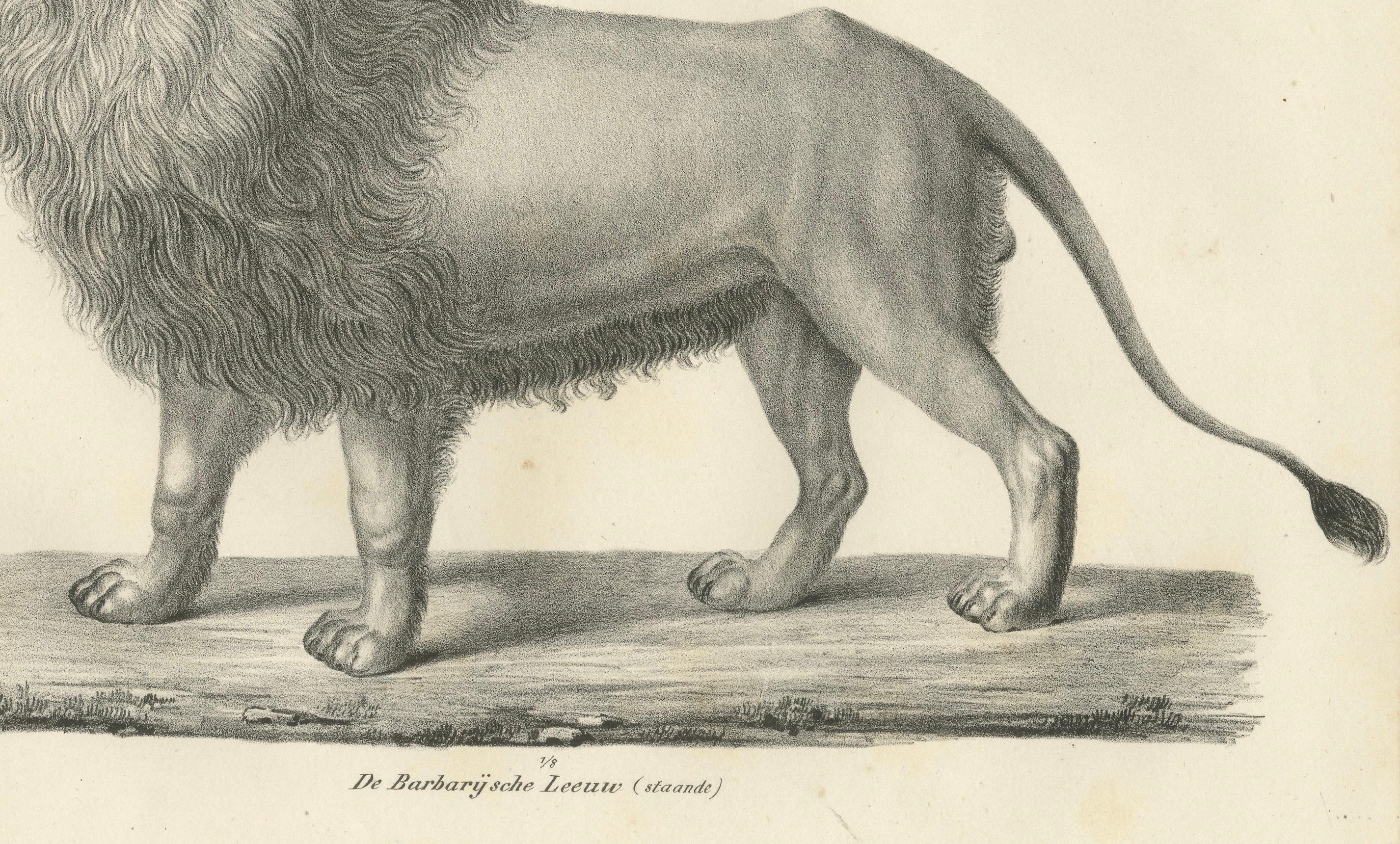 Gravé Lithographie du XIXe siècle représentant un lion de Barbarie majestueux de profil en vente