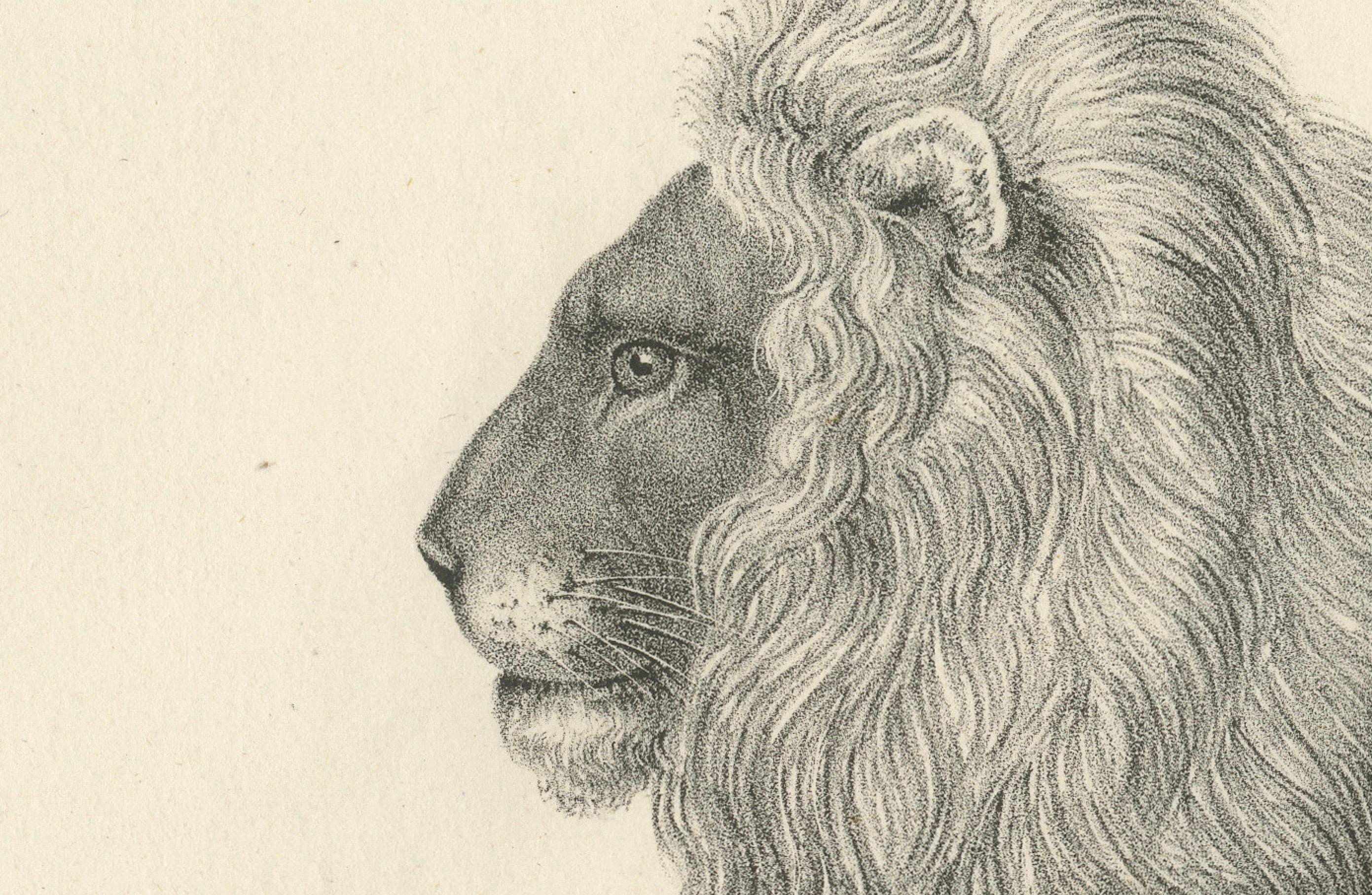 Lithographie du XIXe siècle représentant un lion de Barbarie majestueux de profil Bon état - En vente à Langweer, NL
