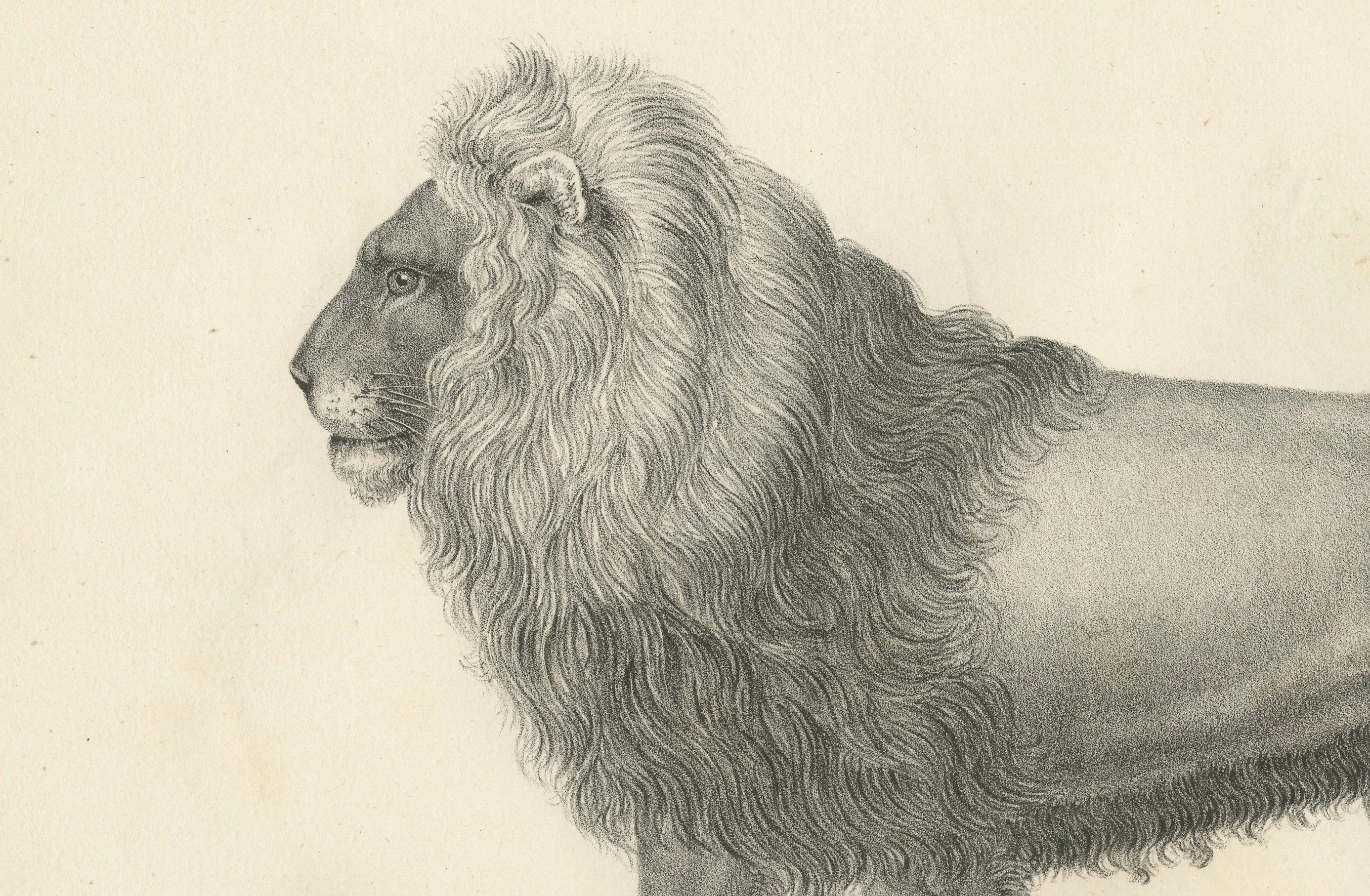 Milieu du XIXe siècle Lithographie du XIXe siècle représentant un lion de Barbarie majestueux de profil en vente
